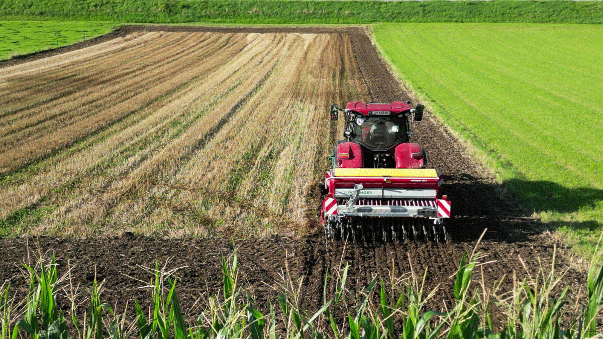 Zwischenfrucht jetzt sen: 4 Mglichkeiten nach der Getreideernte