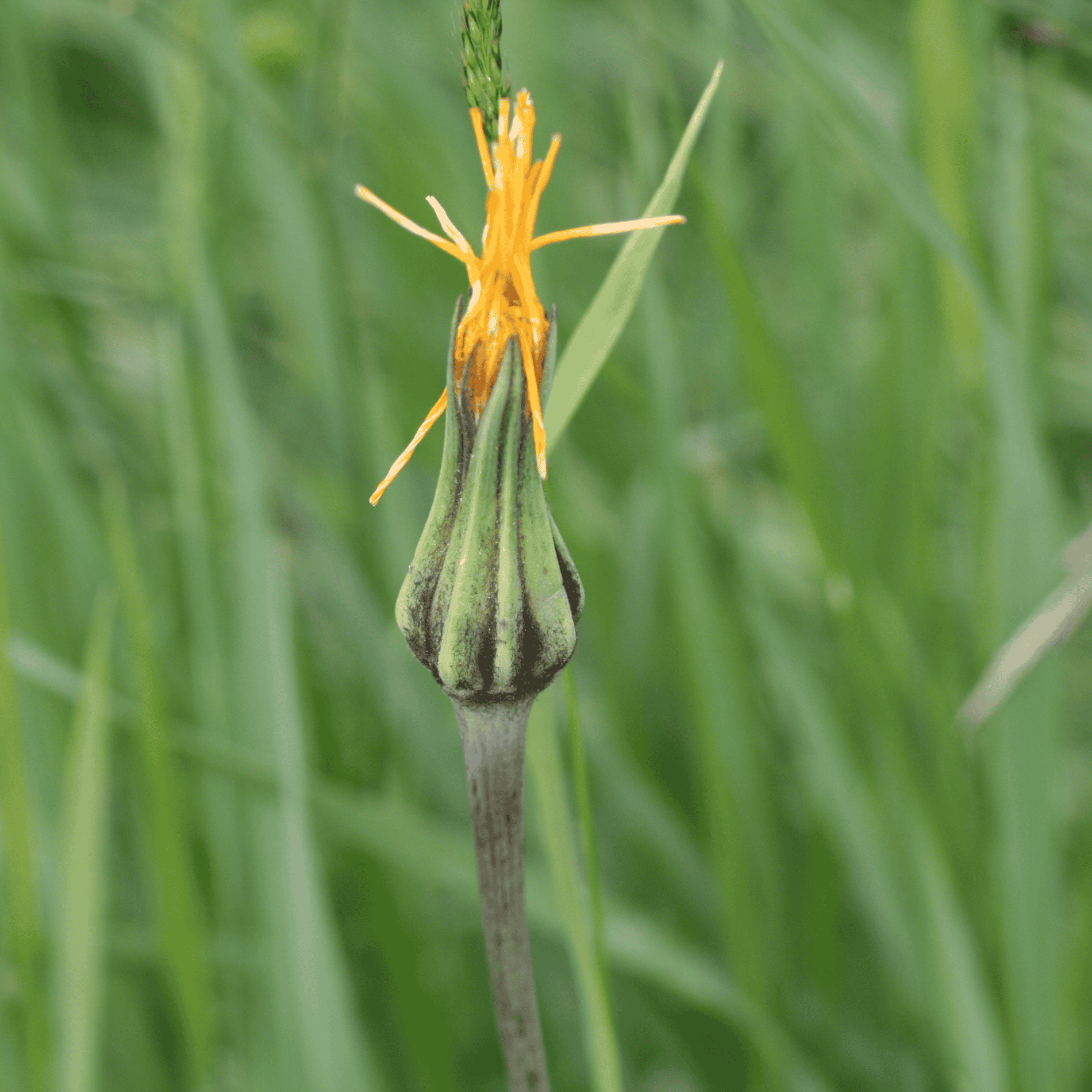 Wiesenbocksbart | Saatgut