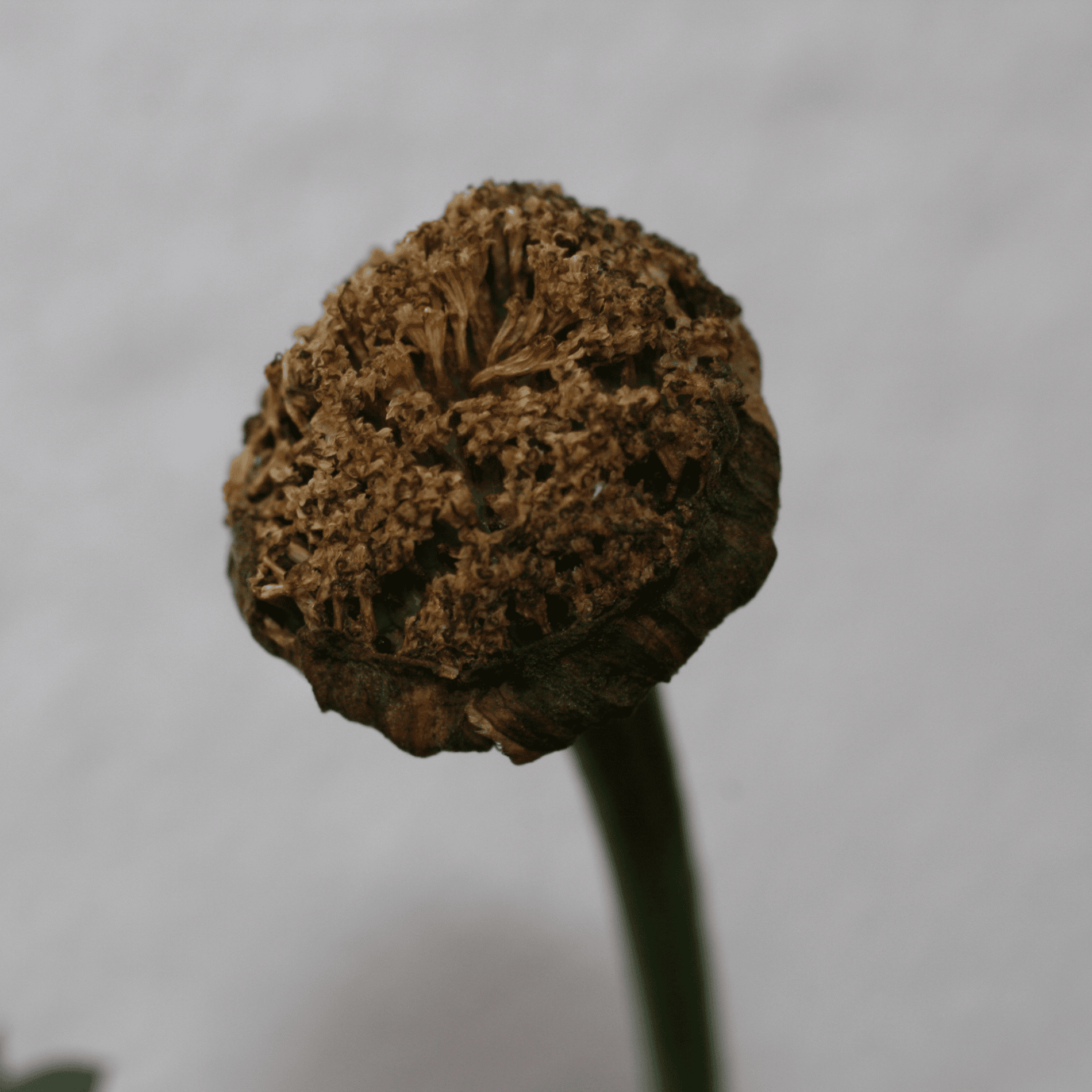 Saatwucherblume | Saatgut