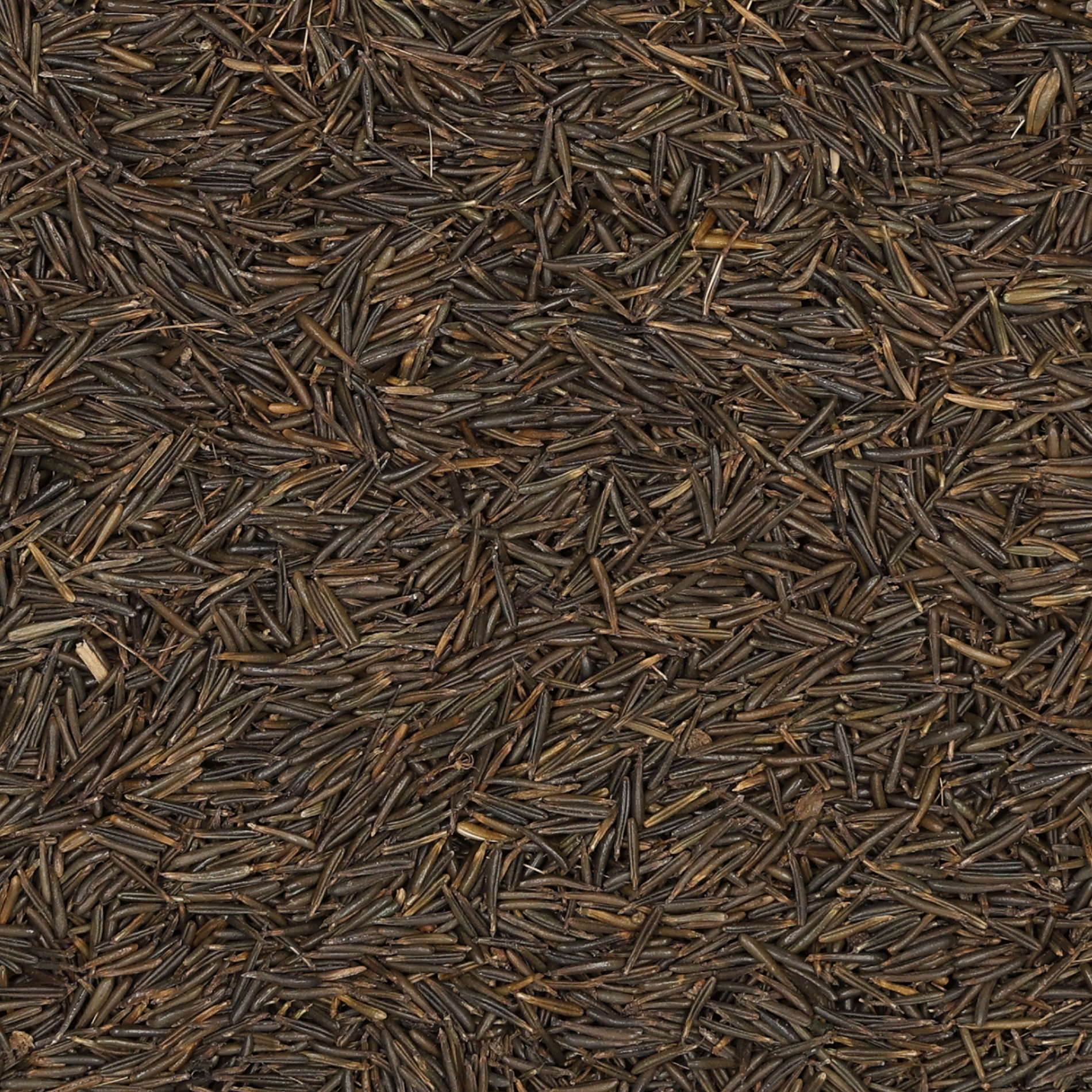 Wiesen-Kerbel Saatgut in dunkler, länglicher Struktur, Samen Schwarzenberger