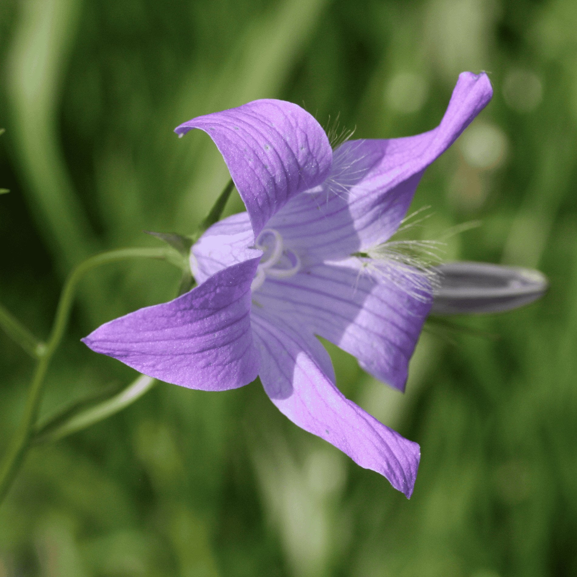 Wiesen Glockenblume | Saatgut