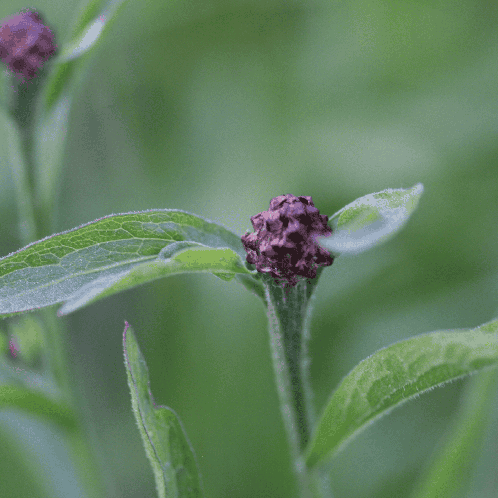 Wiesenflockenblume | Saatgut