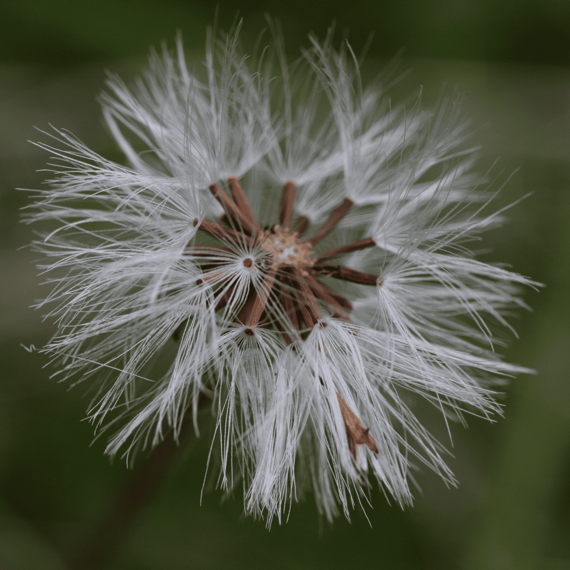 Wiesen Pippau |Saatgut