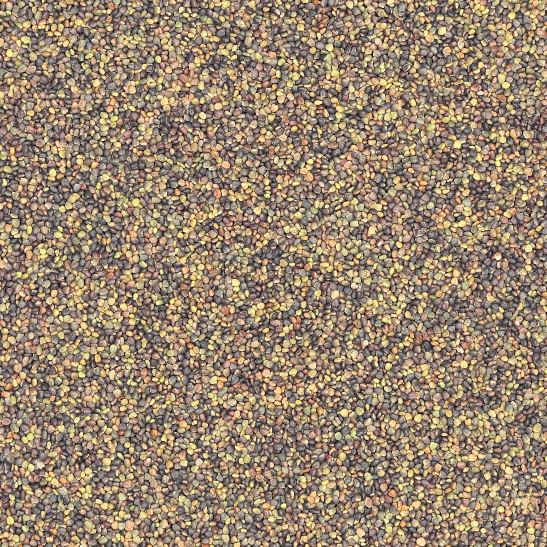 Schwedenklee | Aurora | 1 kg