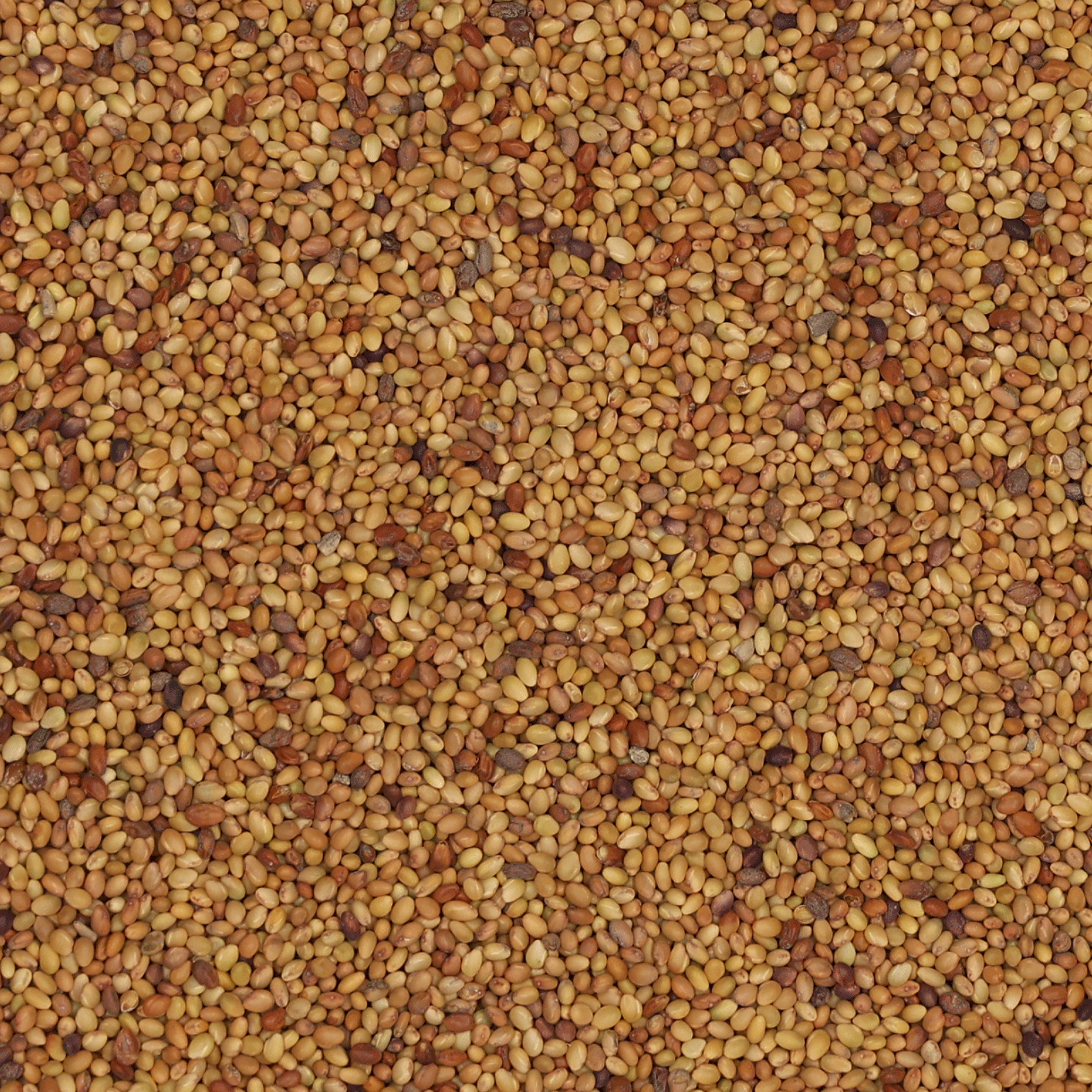 Alexandrinerklee | Akenaton | 1 kg
