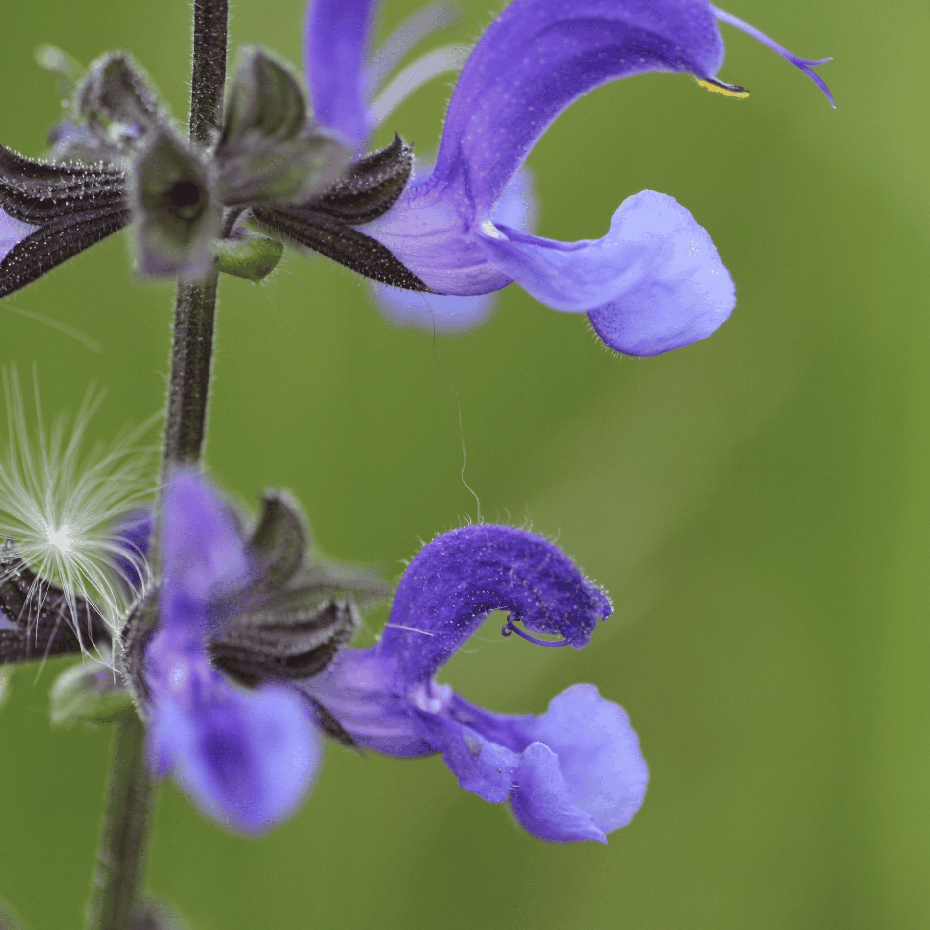 Wiesensalbei | Saatgut