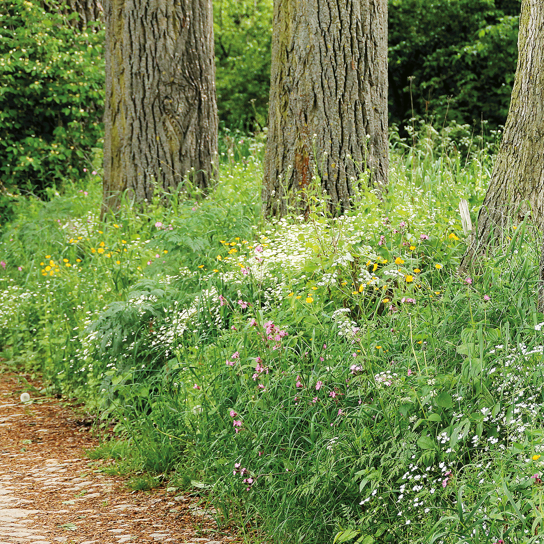 Schwarzenberger Regionale Blumenwiese für Schattensaum Anwendung