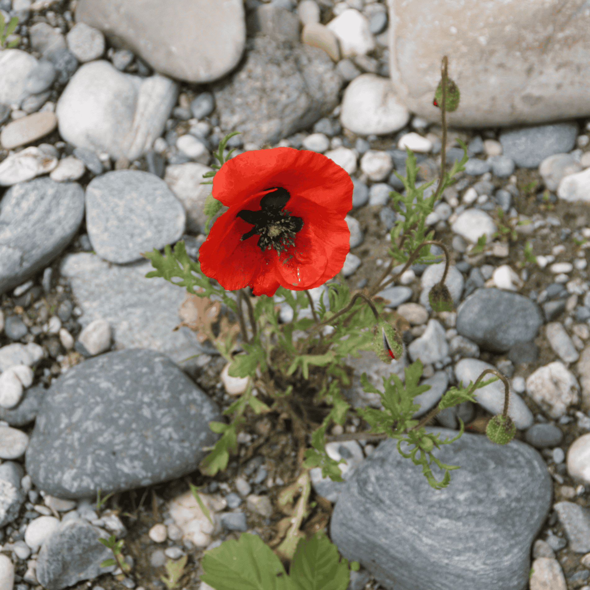 Klatschmohn | Saatgut