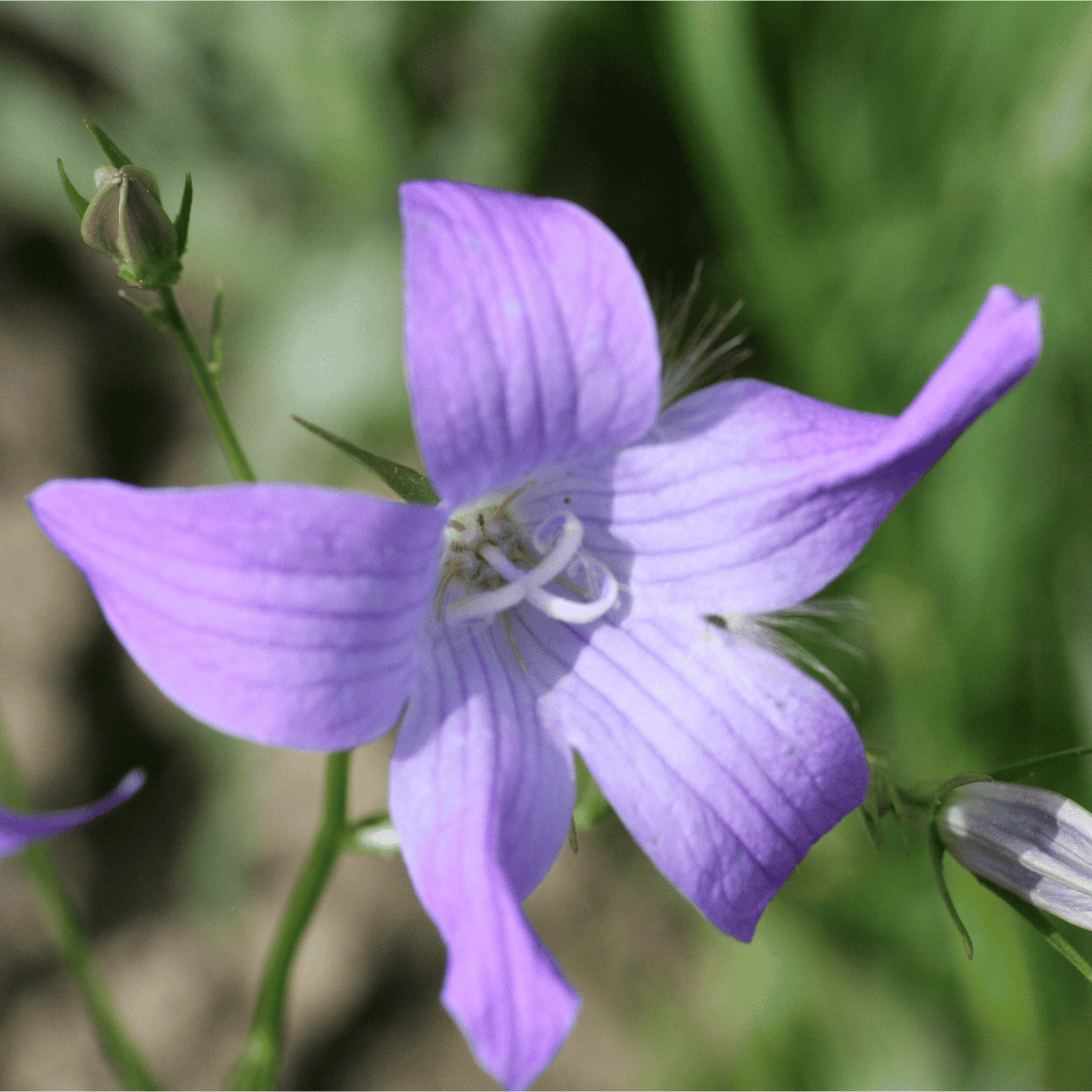 Wiesen Glockenblume | Saatgut