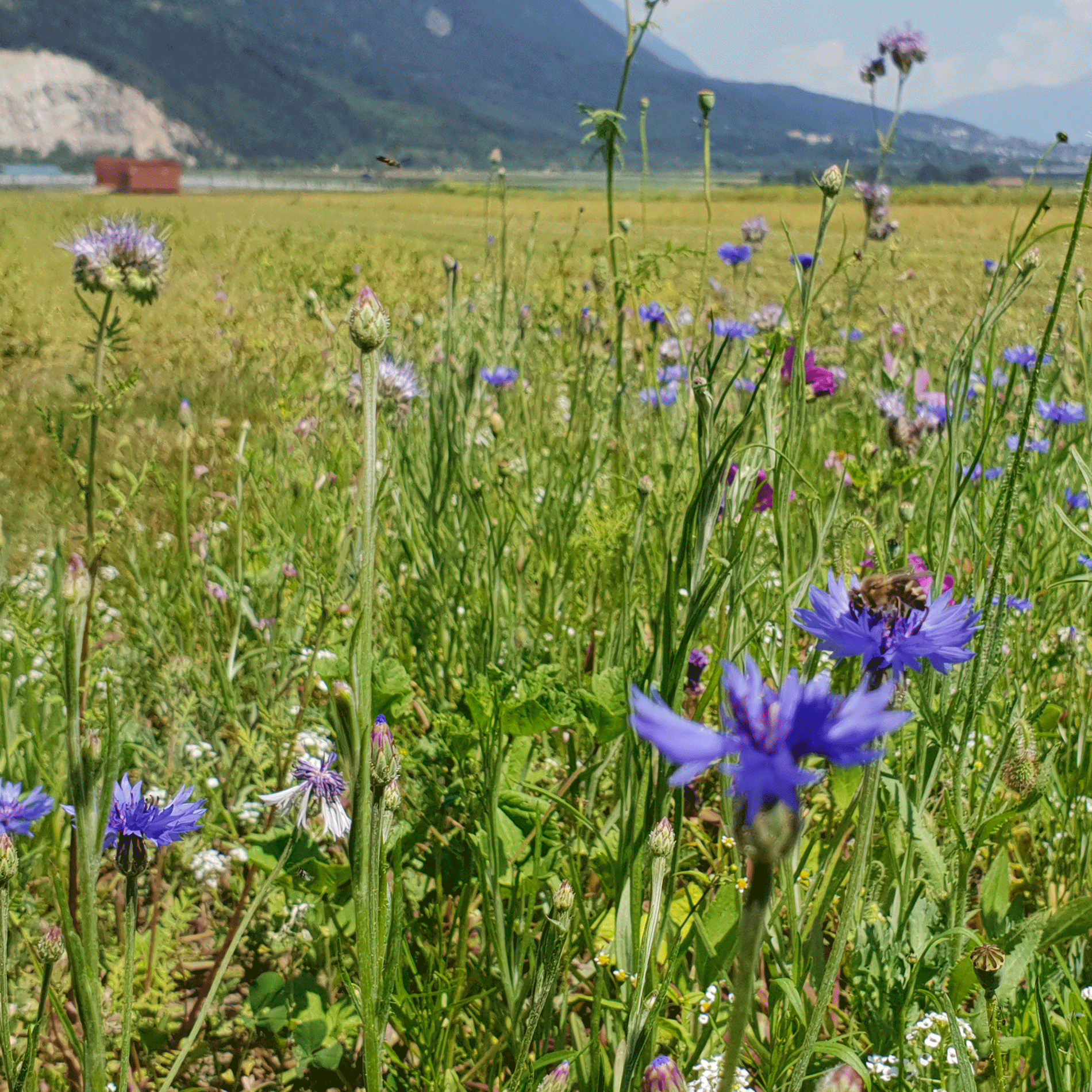 Schwarzenberger Blühreiche mehrjährige Blumenwiese Bees and Butterfly Anwendung