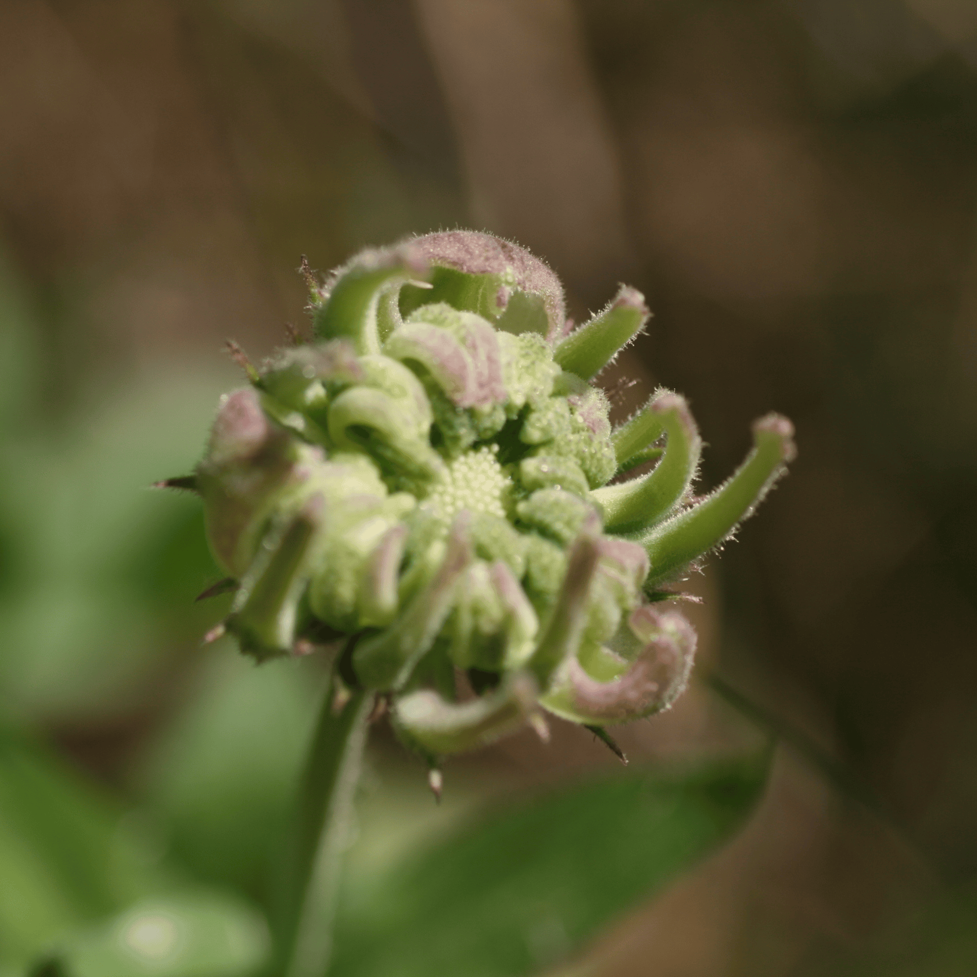 Garten Ringelblume | Saatgut