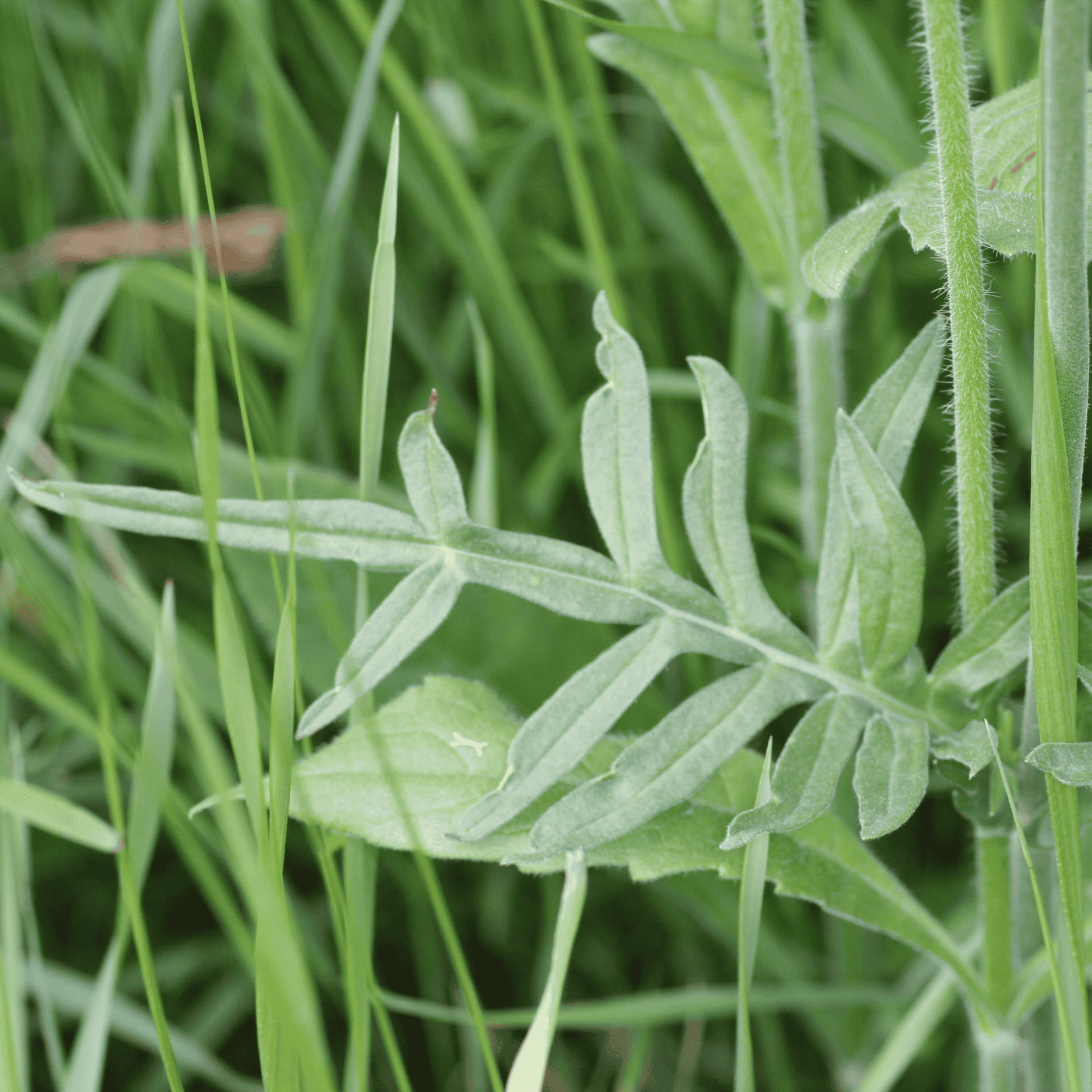 Feld Witwenblume | Saatgut
