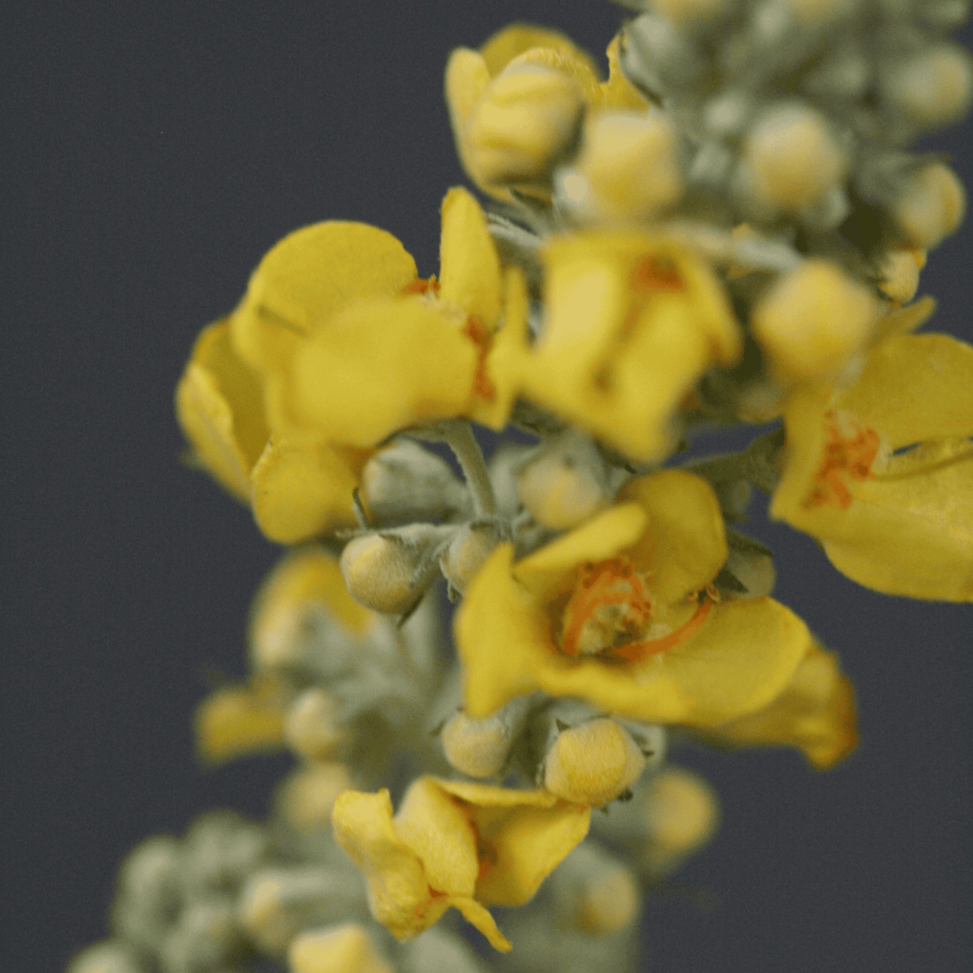 Mehlige Königskerze | Saatgut