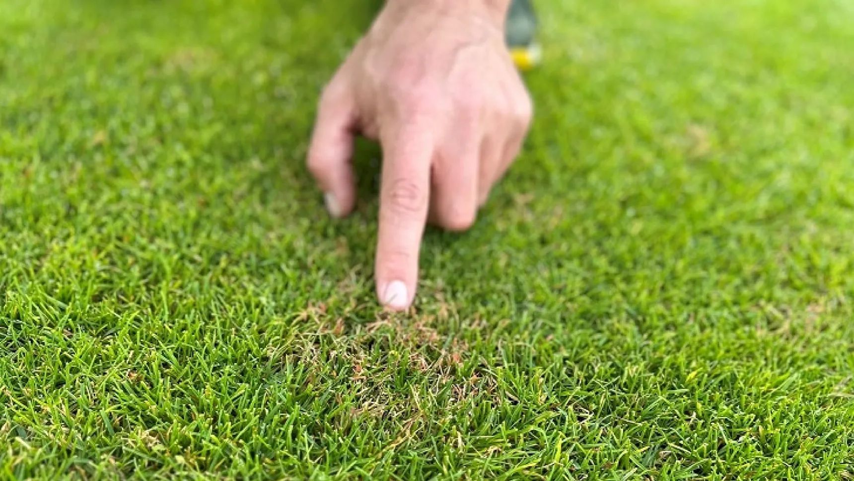 Finger zeigt auf braune Schadstelle im Rasen als Hinweis auf Bodenprobleme