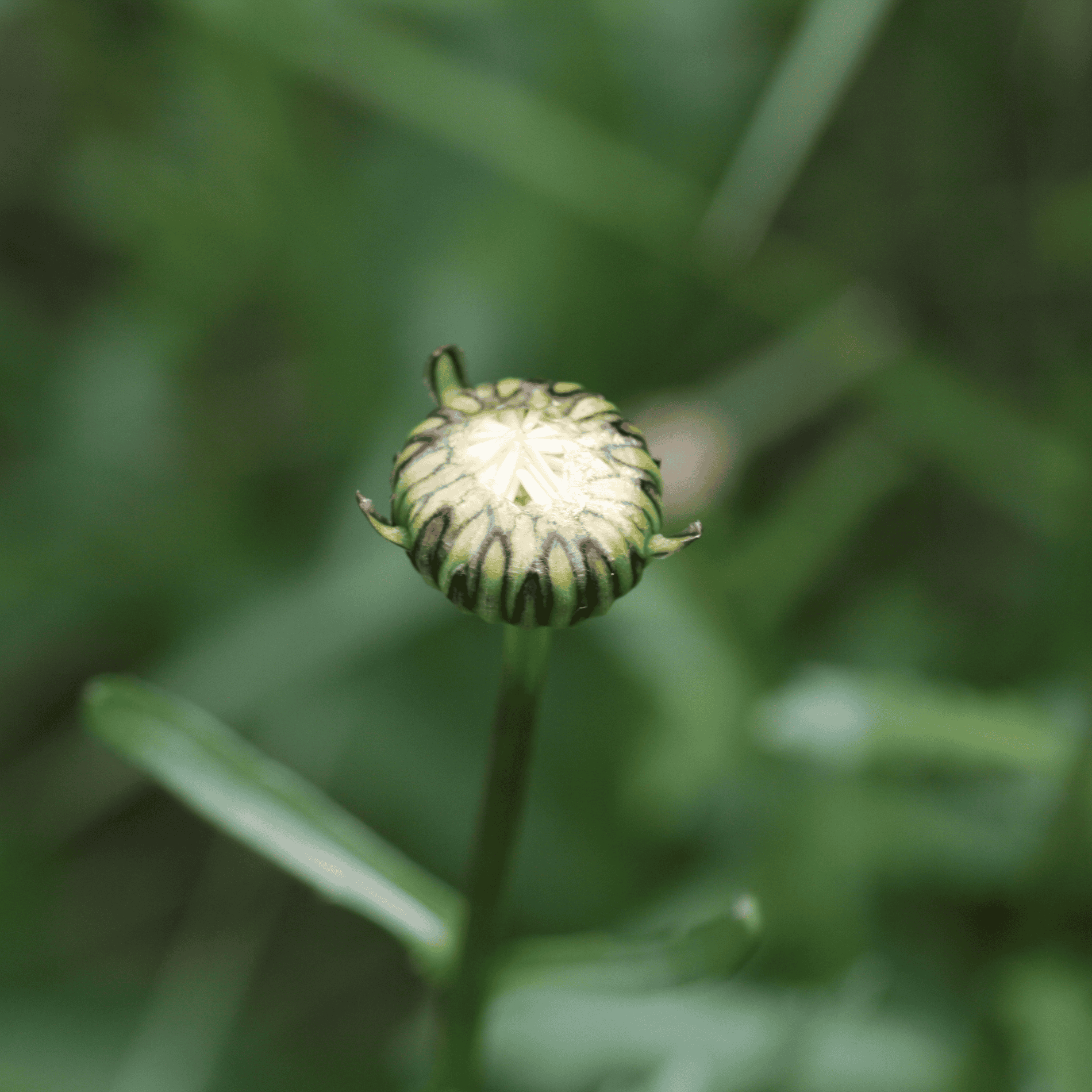 Wiesen Margarite | Saatgut