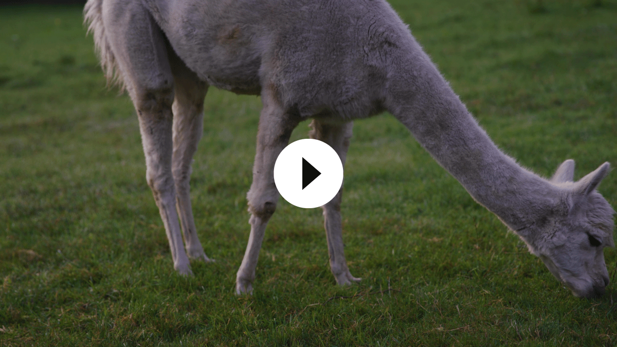 Eine perfekte Ziegenweide, die gesunde Tiere garantiert