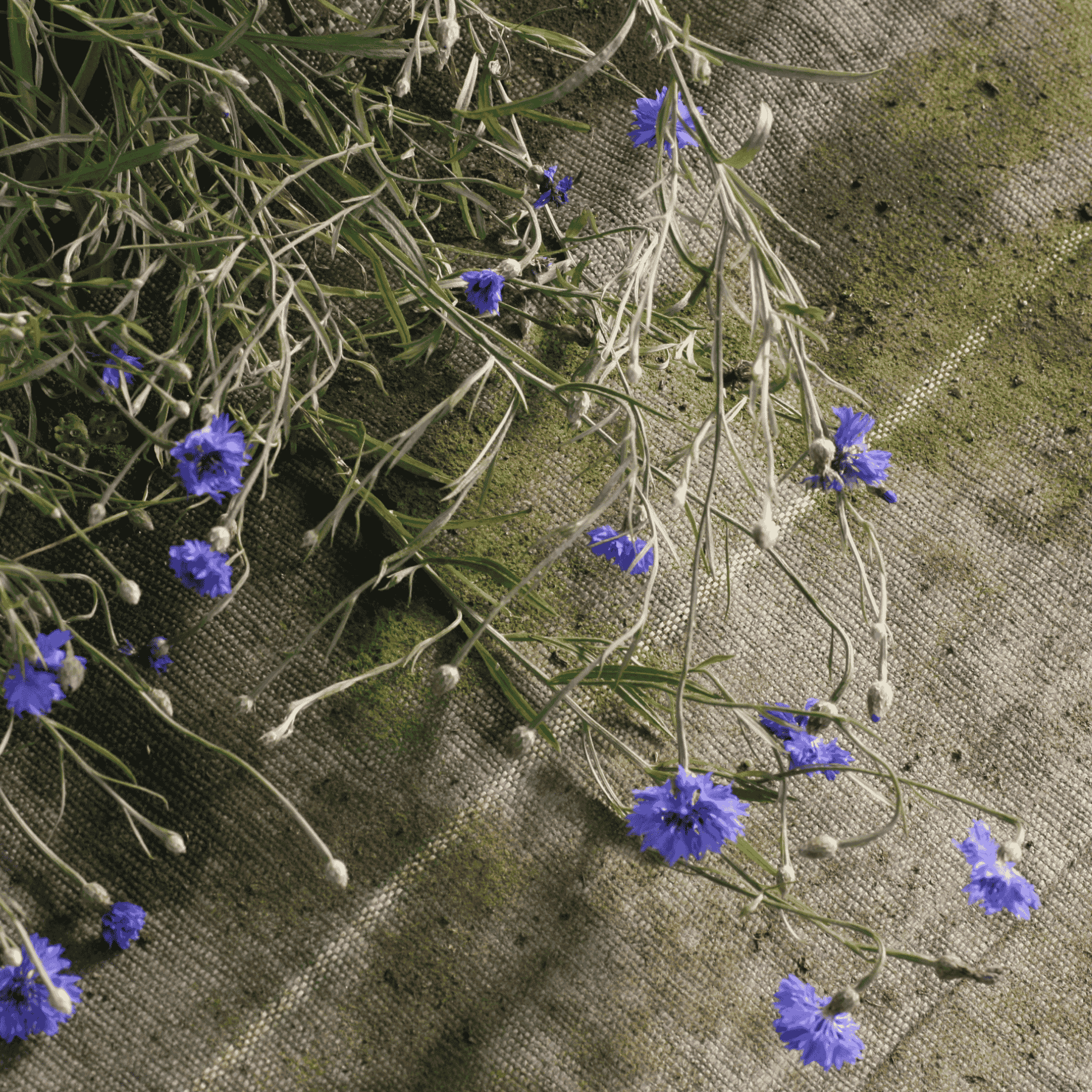 Kornblume | Saatgut