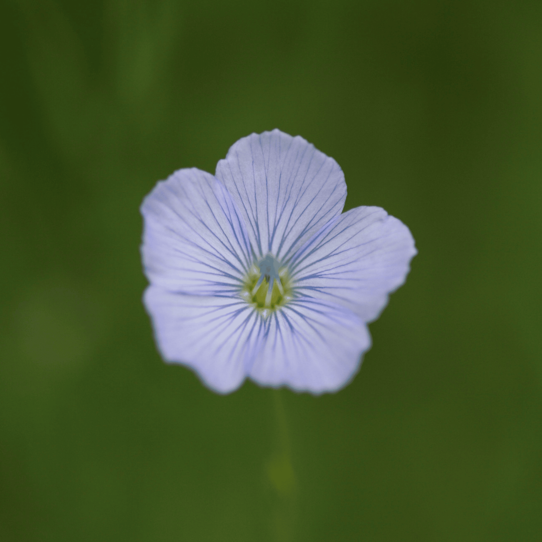 Gemeiner Lein | Saatgut