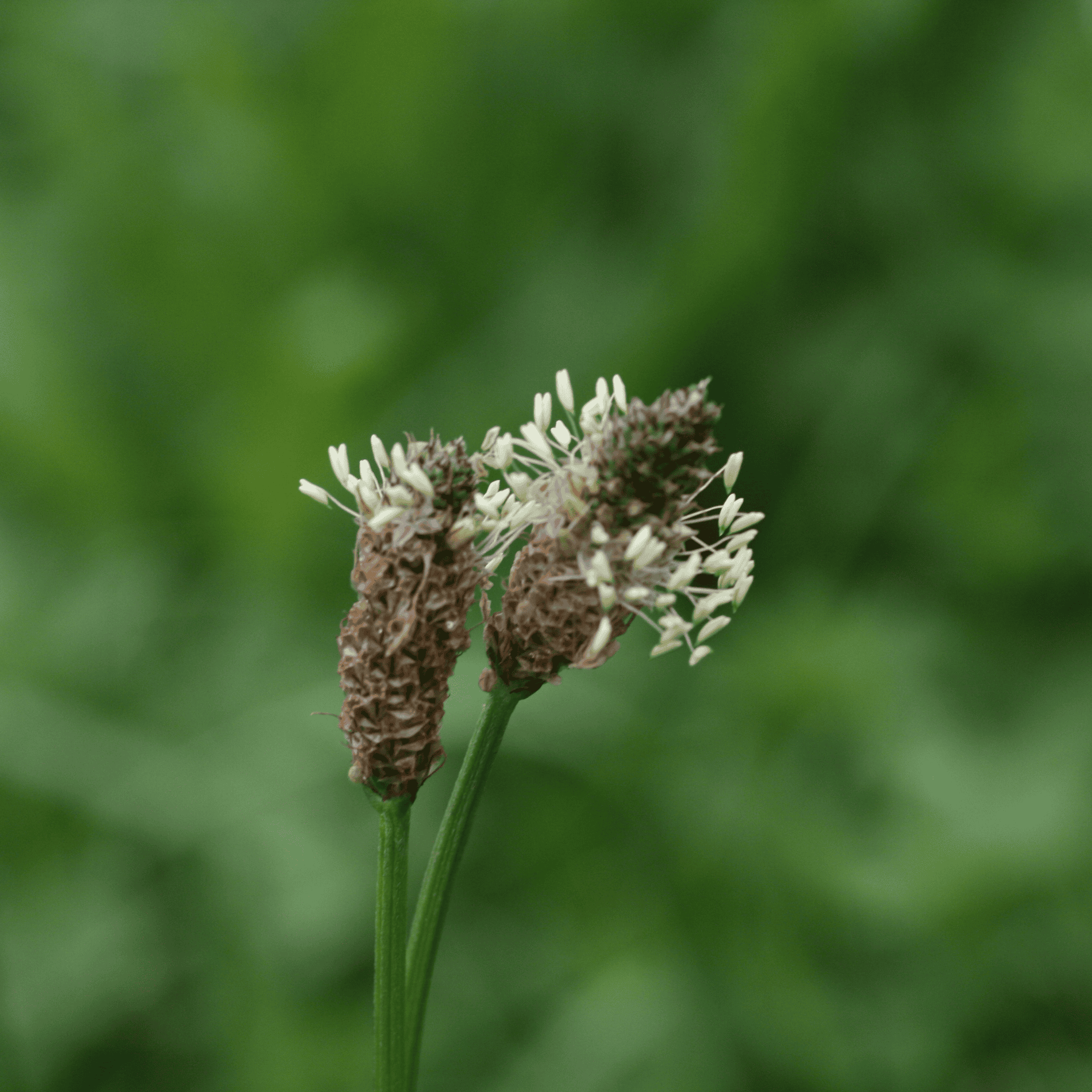 Spitzwegerich | Saatgut