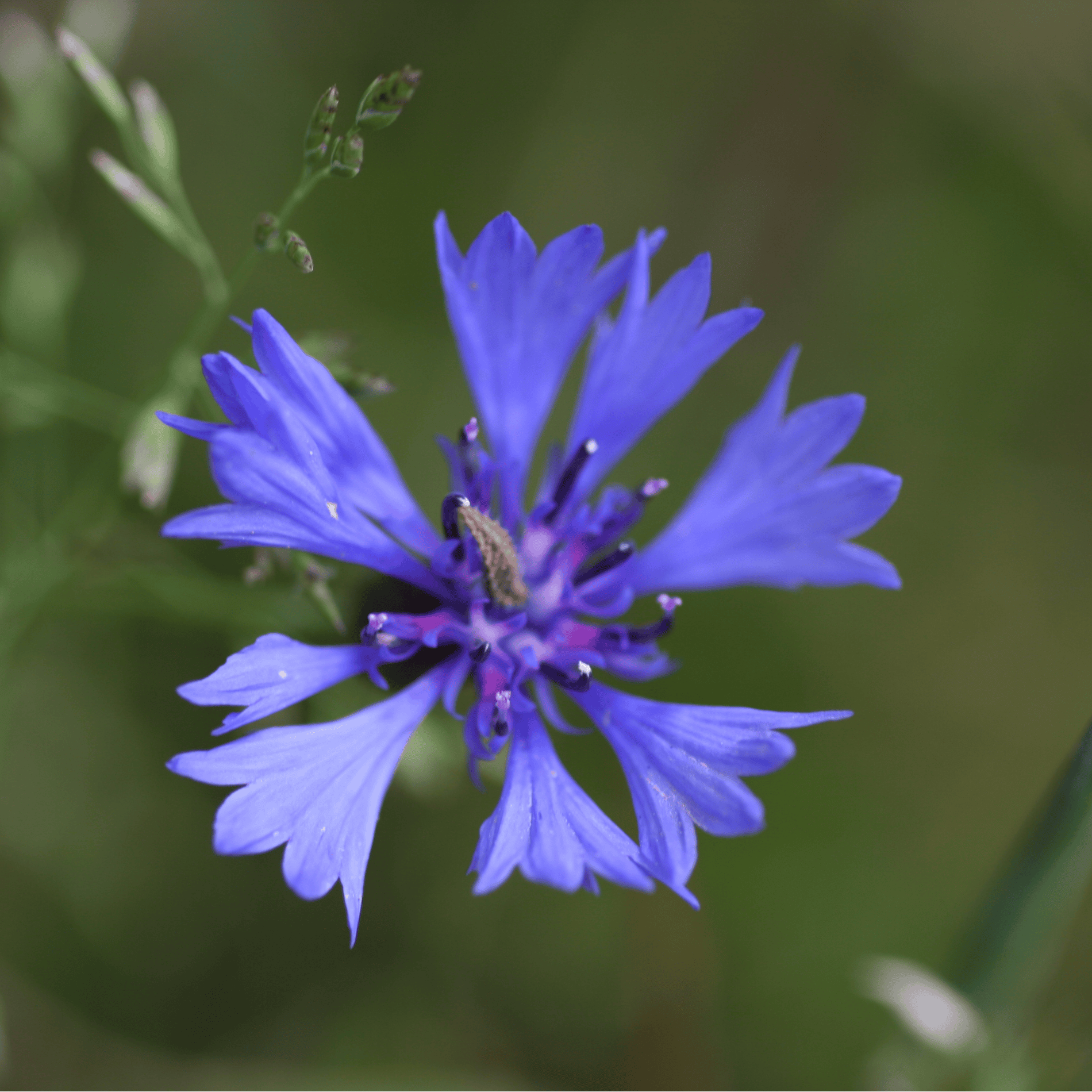 Kornblume | Saatgut