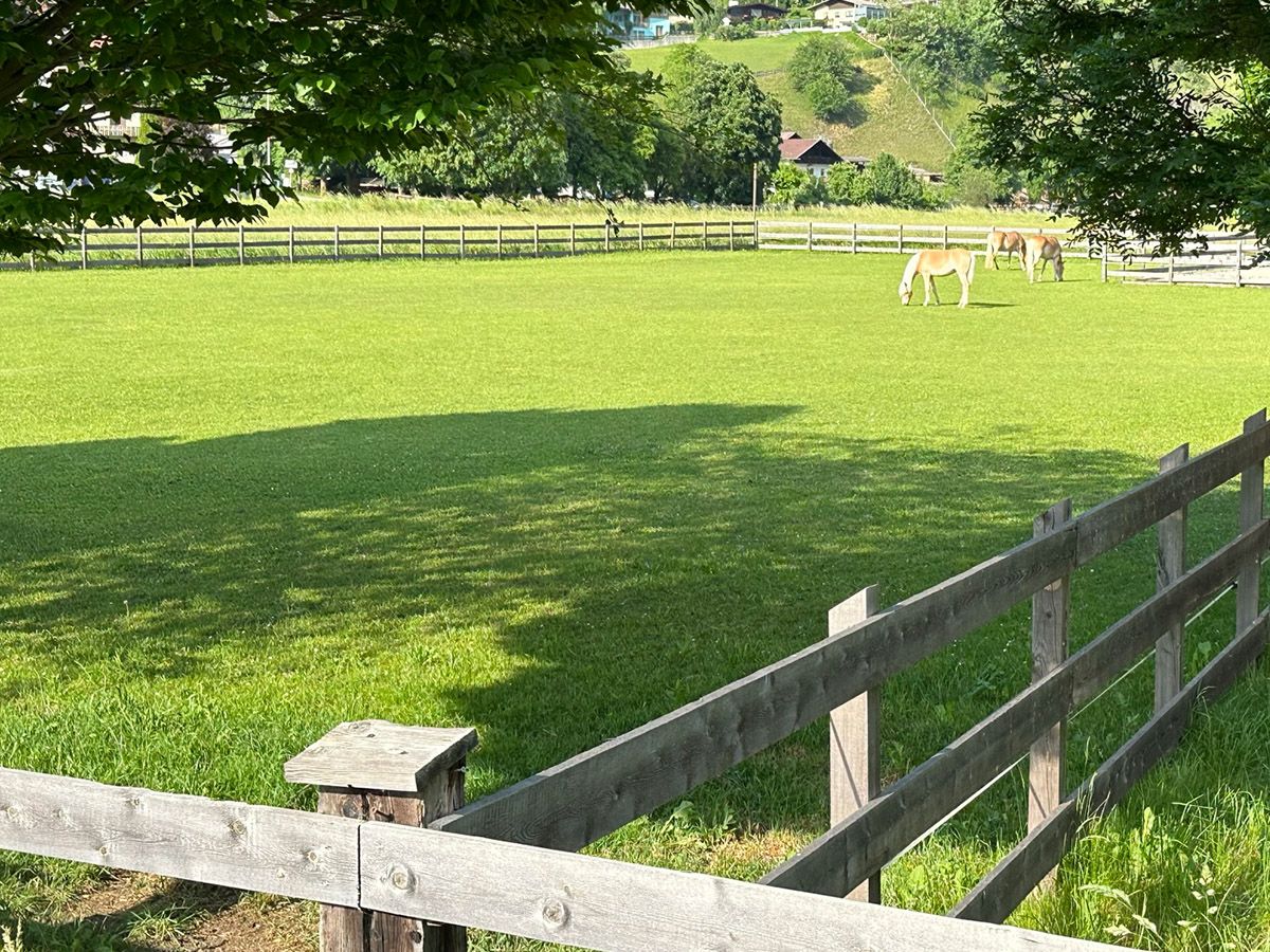 Pferde auKoppel mit grüner Weidefläche, Holzzaun und Pferden im Hintergrund.f Pferdekoppel
