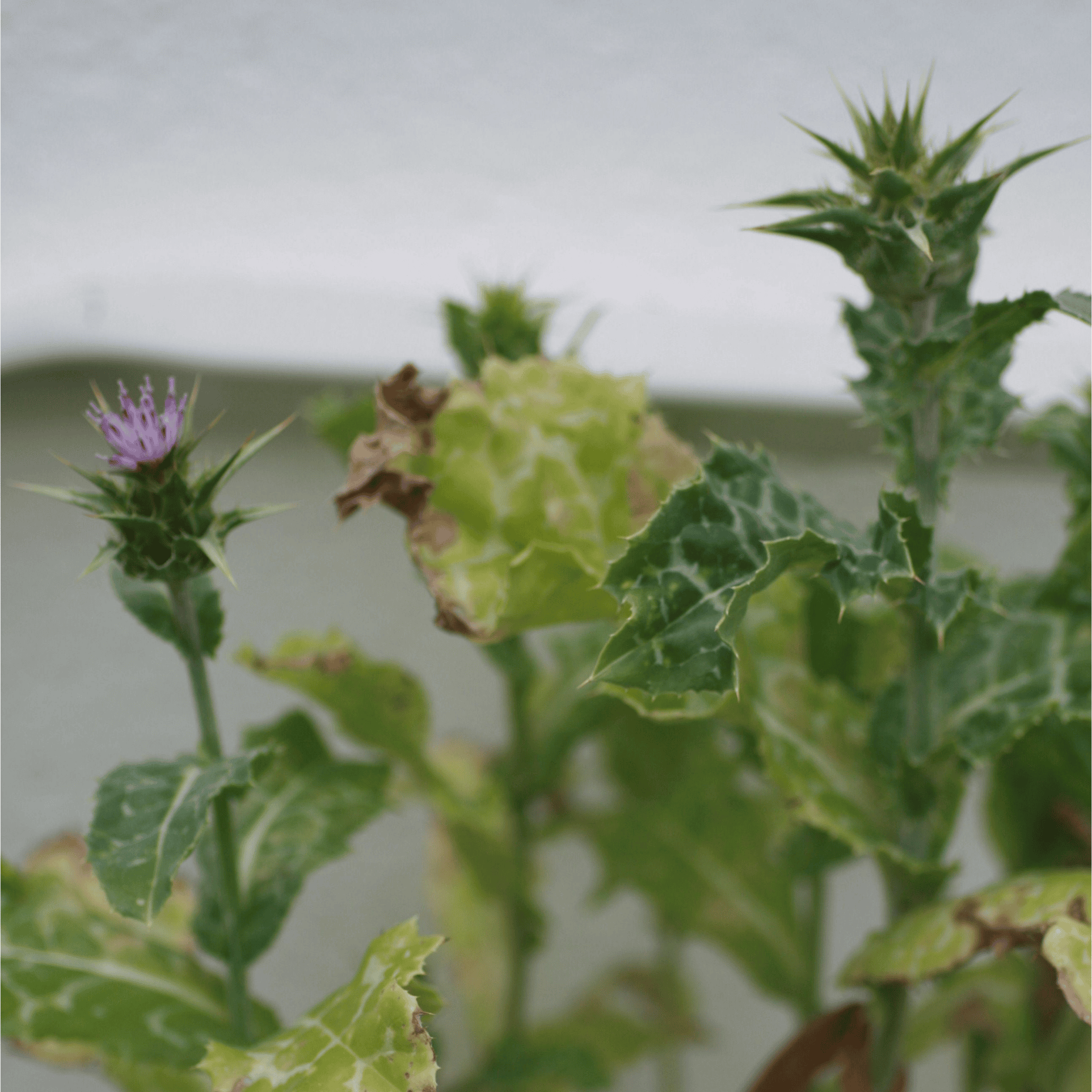 Mariendistel | Saatgut