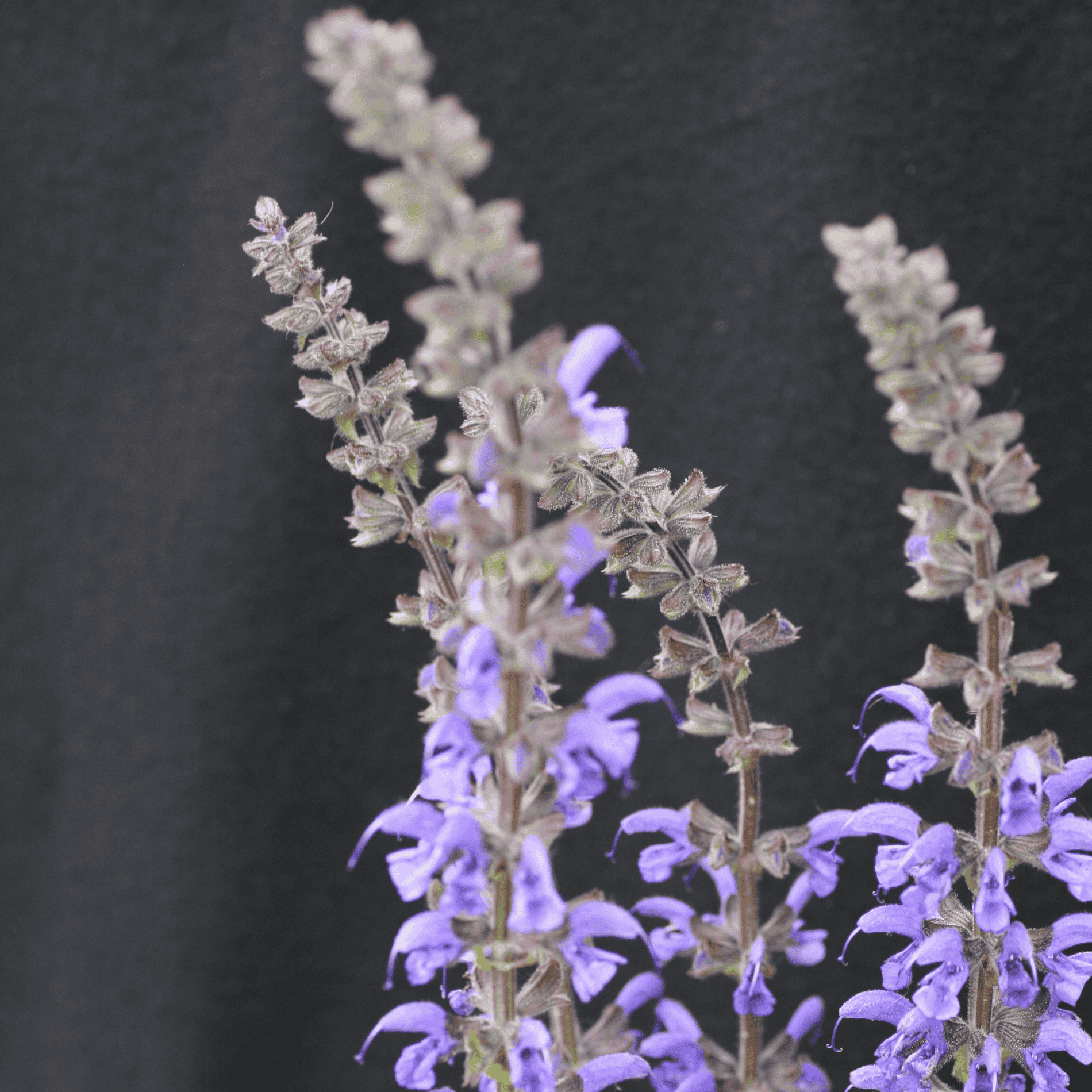 Wiesensalbei | Saatgut