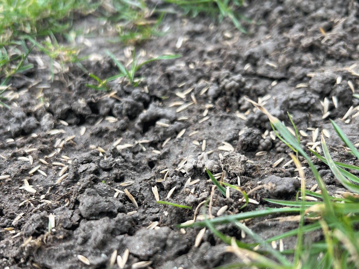 Frisch ausgesäter Rasen auf dunklem Boden mit ersten Grashalmen.