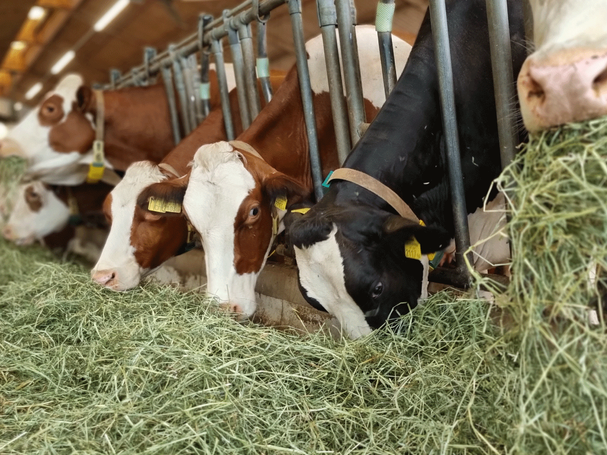 Mehrere Kühe fressen Heu in einem Stall.