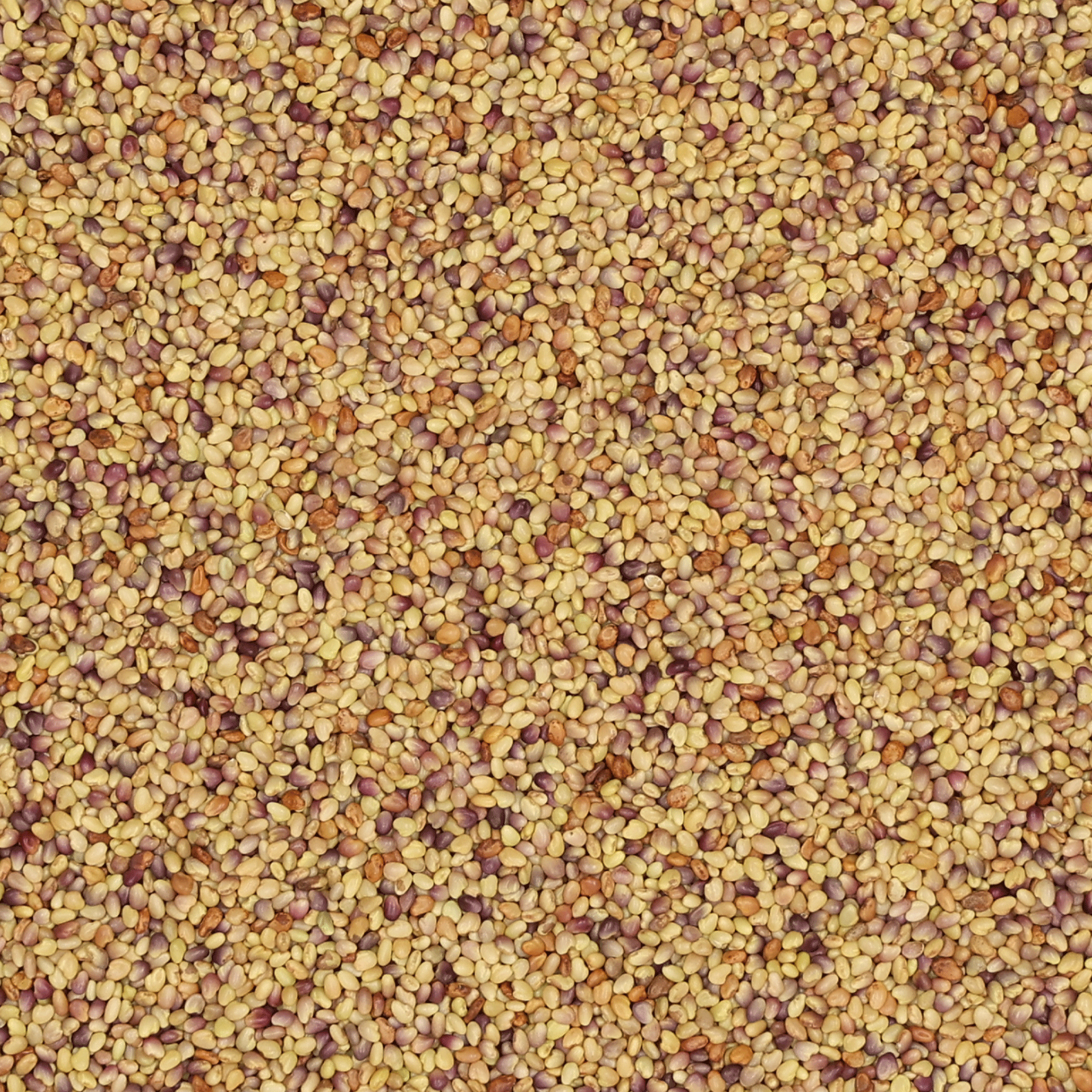 Rotklee | Global | 1 kg