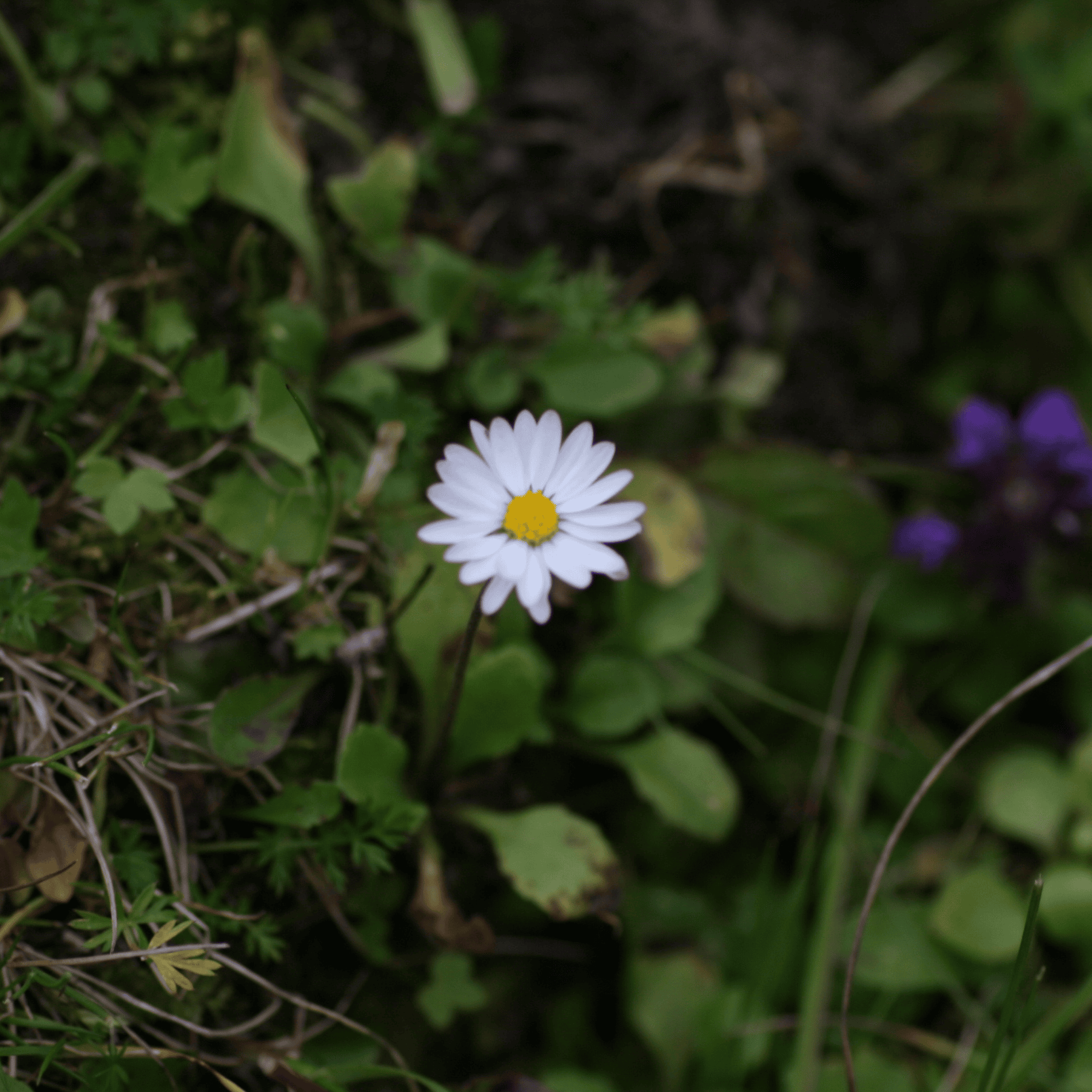 Gänseblümchen | Saatgut