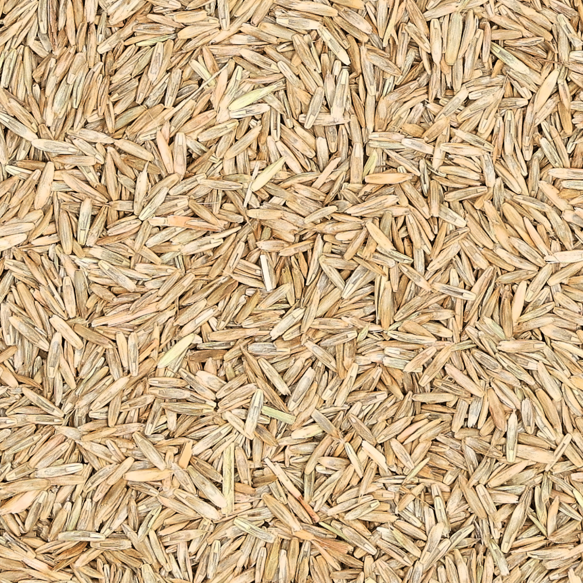 Einjähriges Weidelgras (Raygras Westerwoldisch) 4n | Aubade | 1 kg