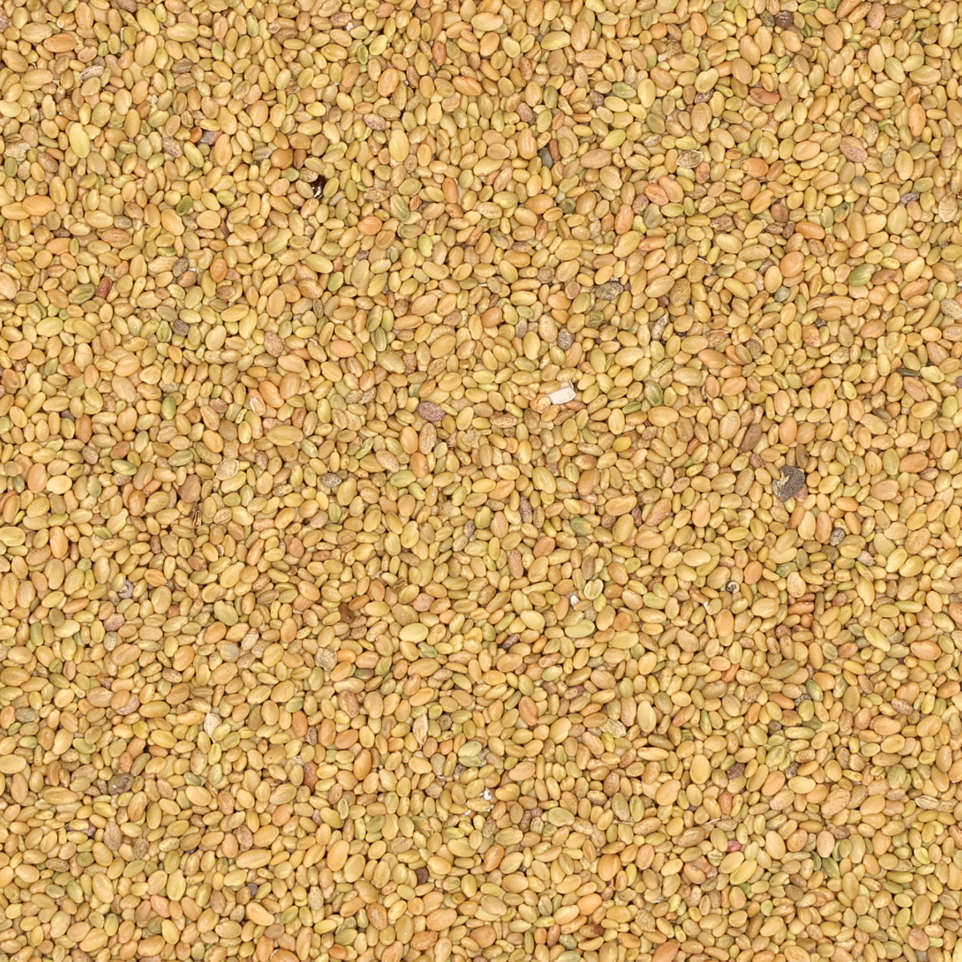 Bokharaklee gelb | Handelssaatgut | 1 kg