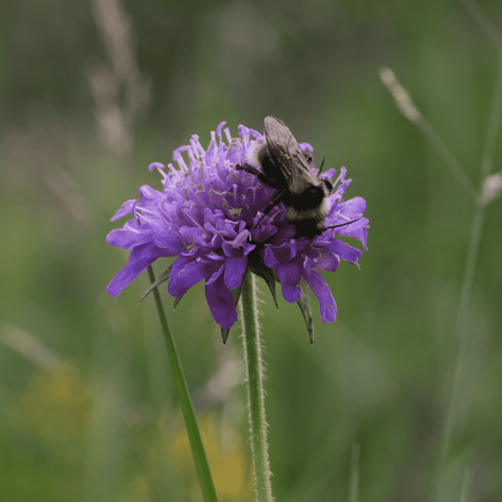 Feld Witwenblume | Saatgut