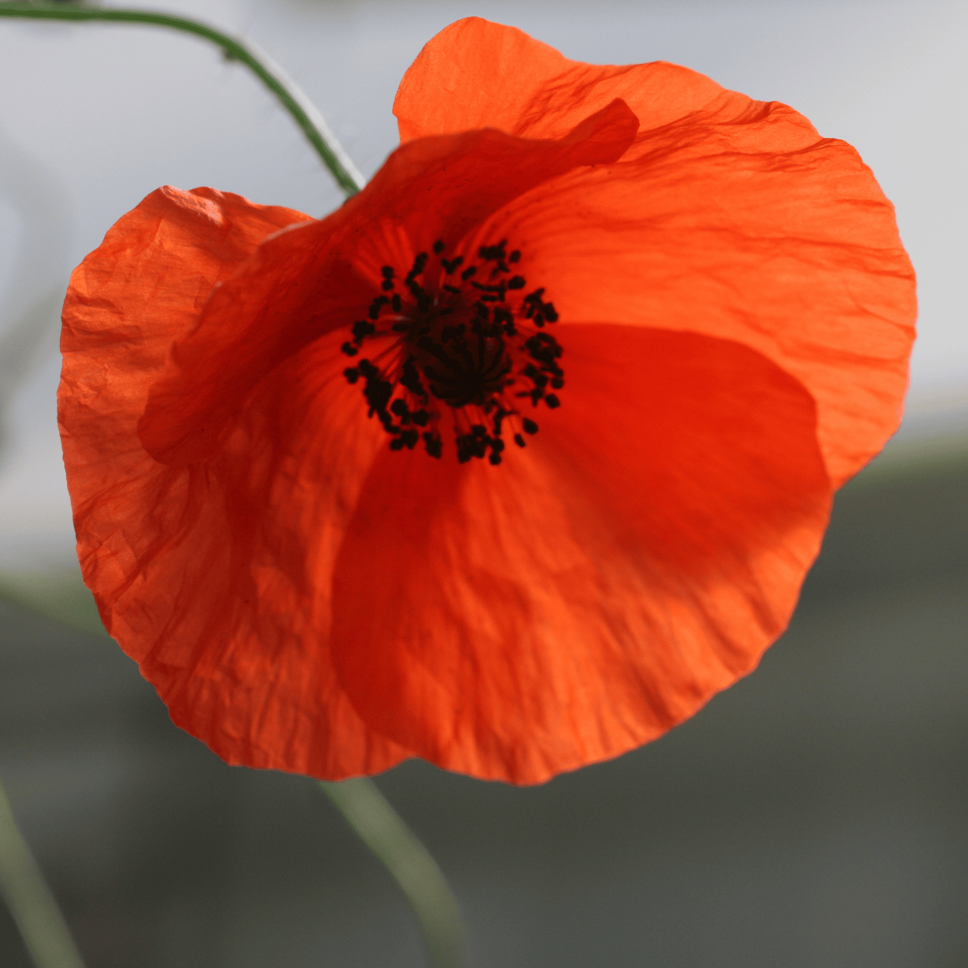 Klatschmohn | Saatgut