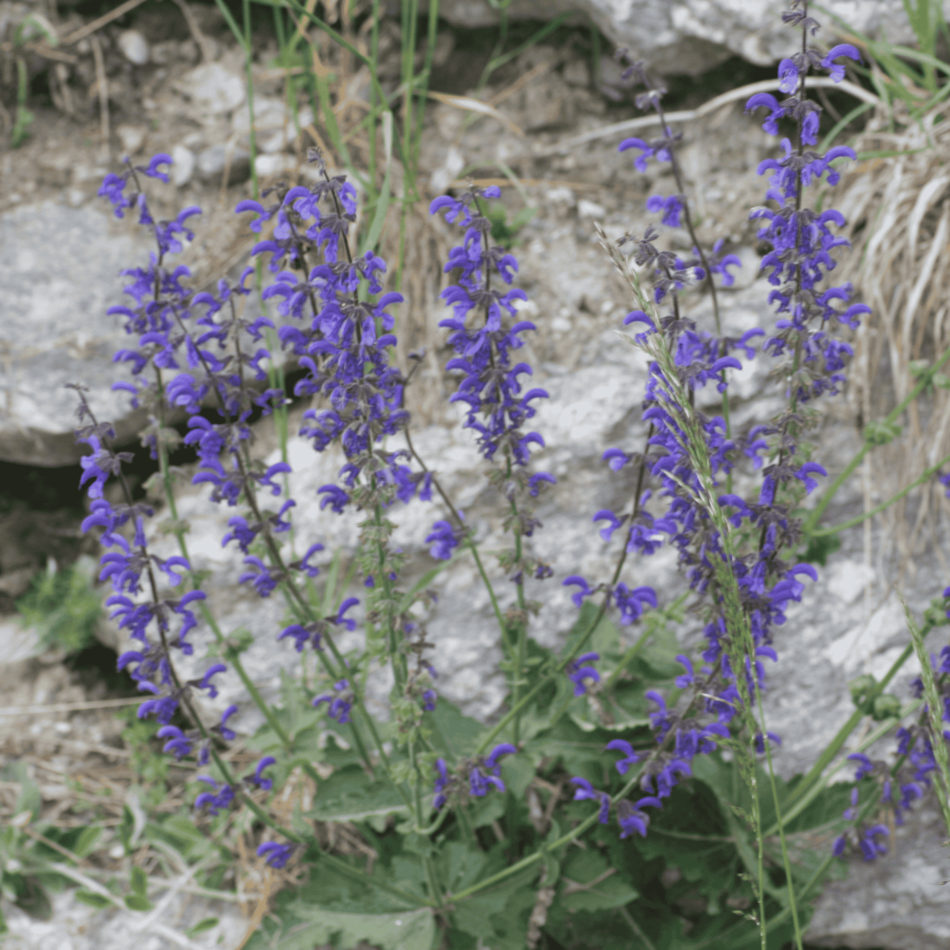 Wiesensalbei | Saatgut