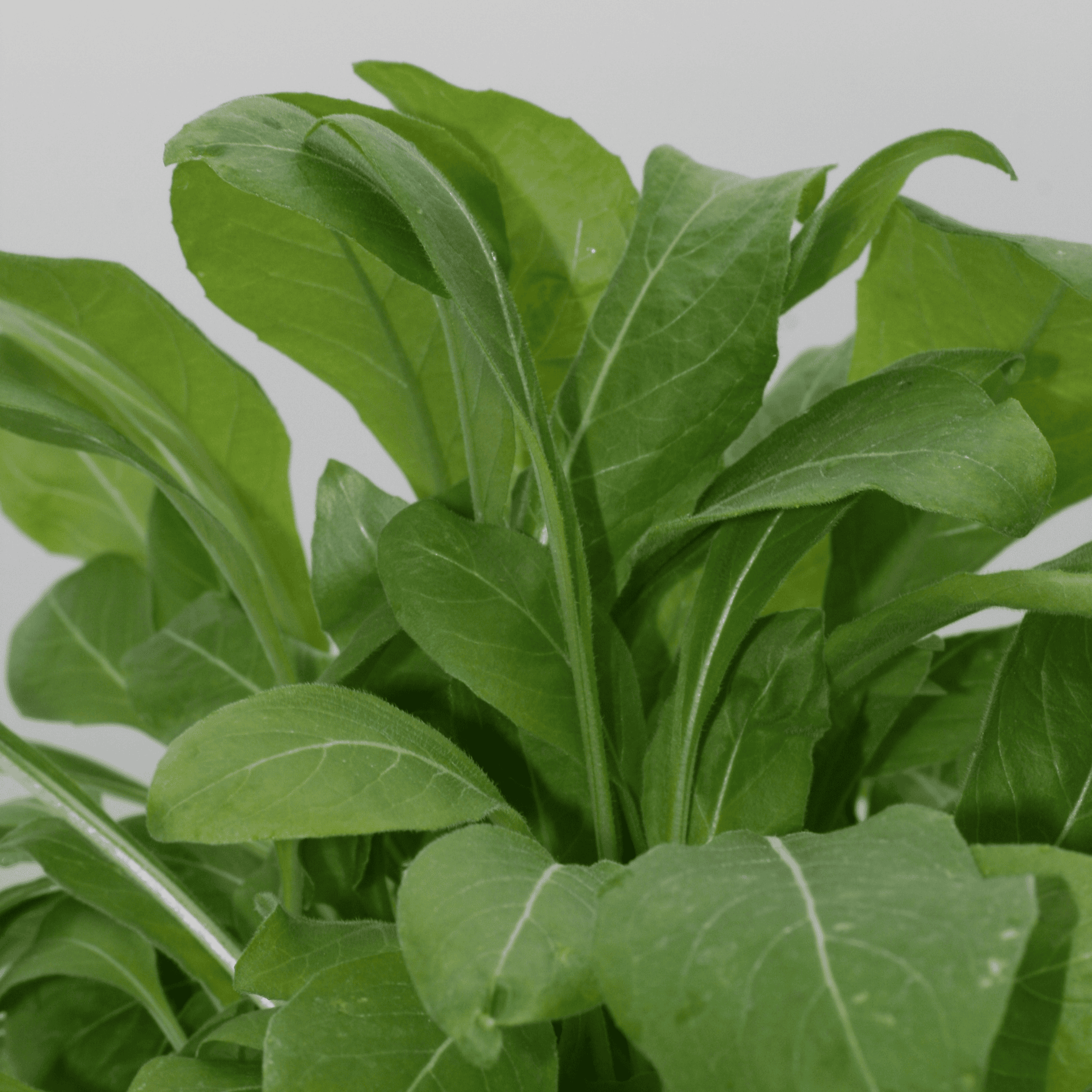 Gemeine Nachtkerze | Saatgut