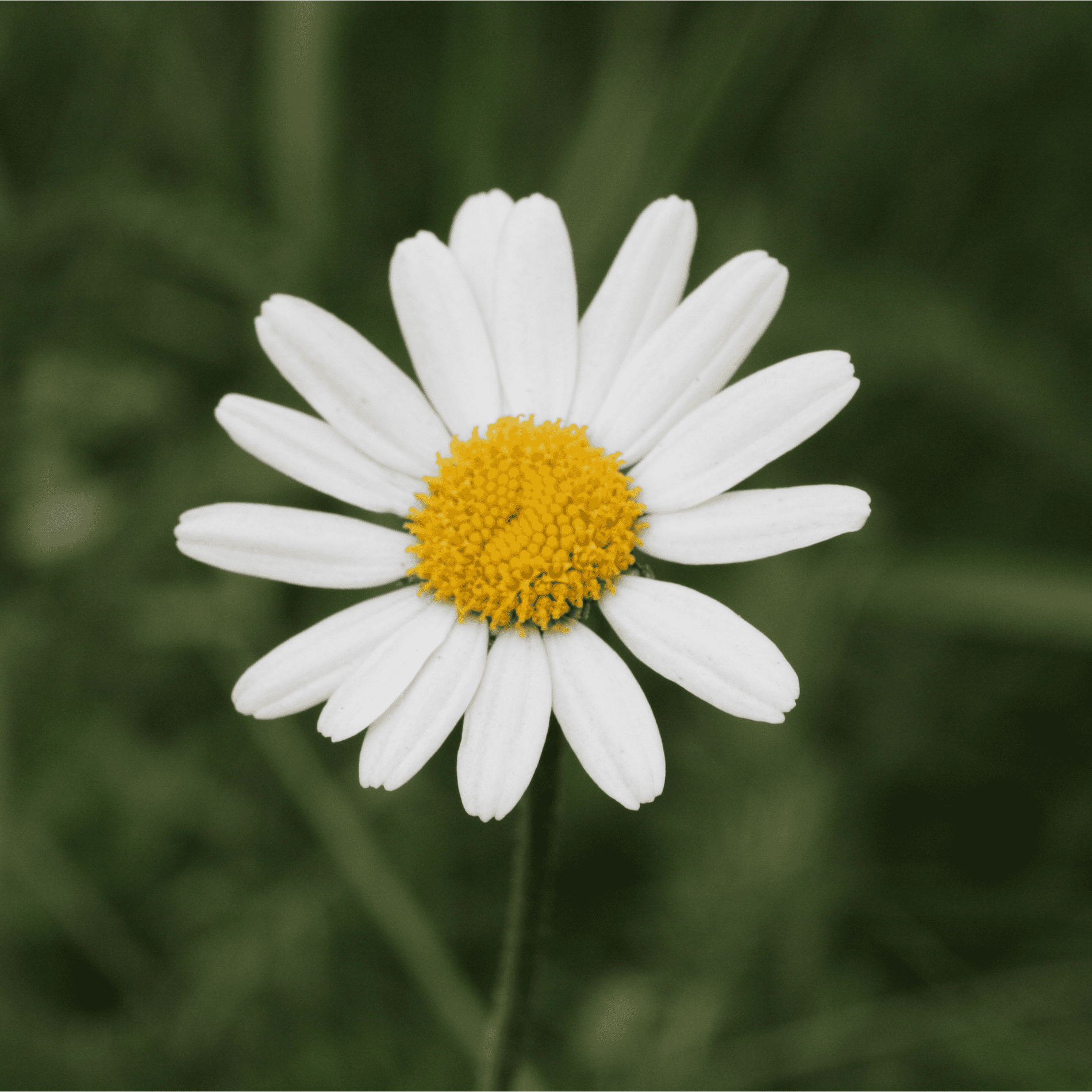 Wiesen Margarite | Saatgut