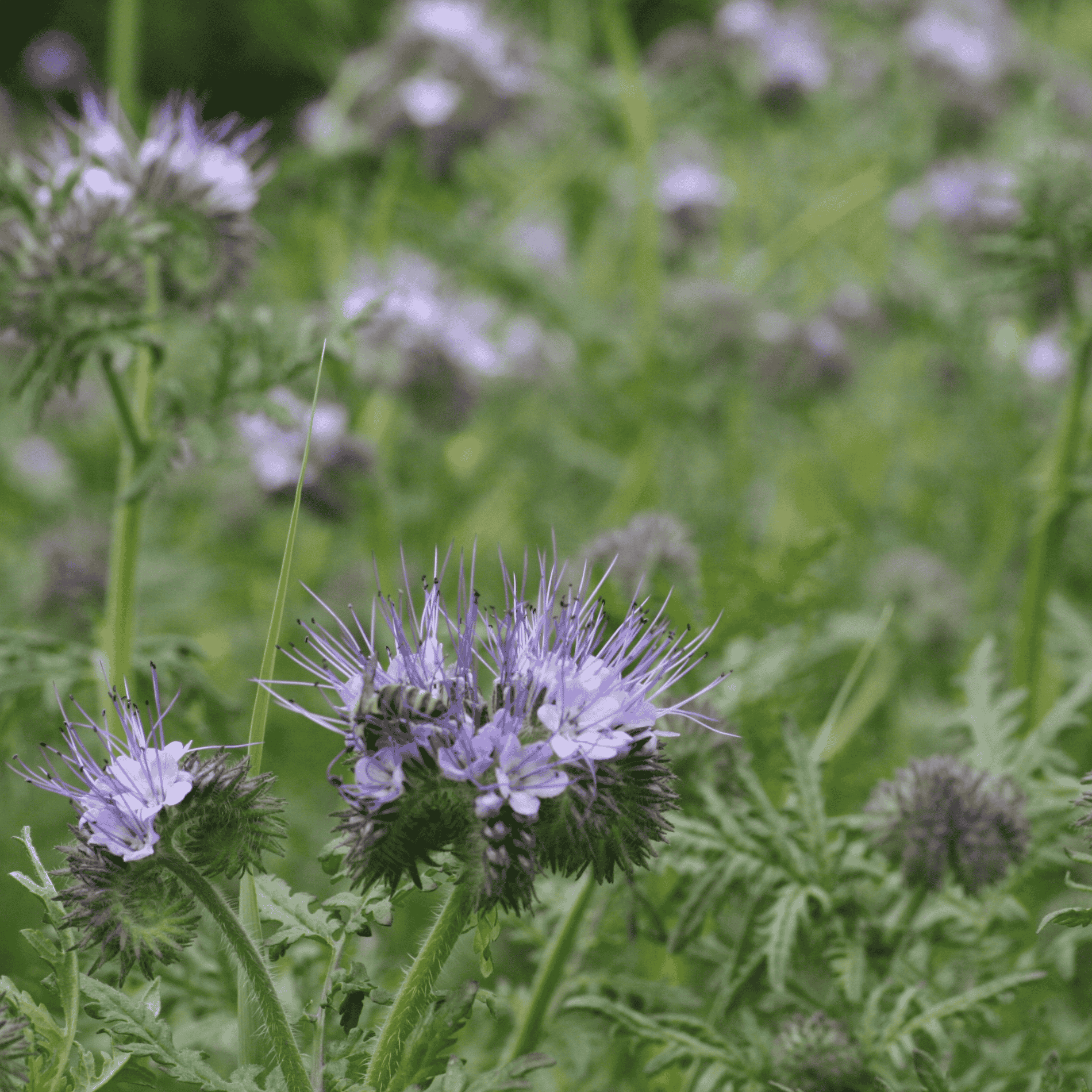 Phacelia | Saatgut