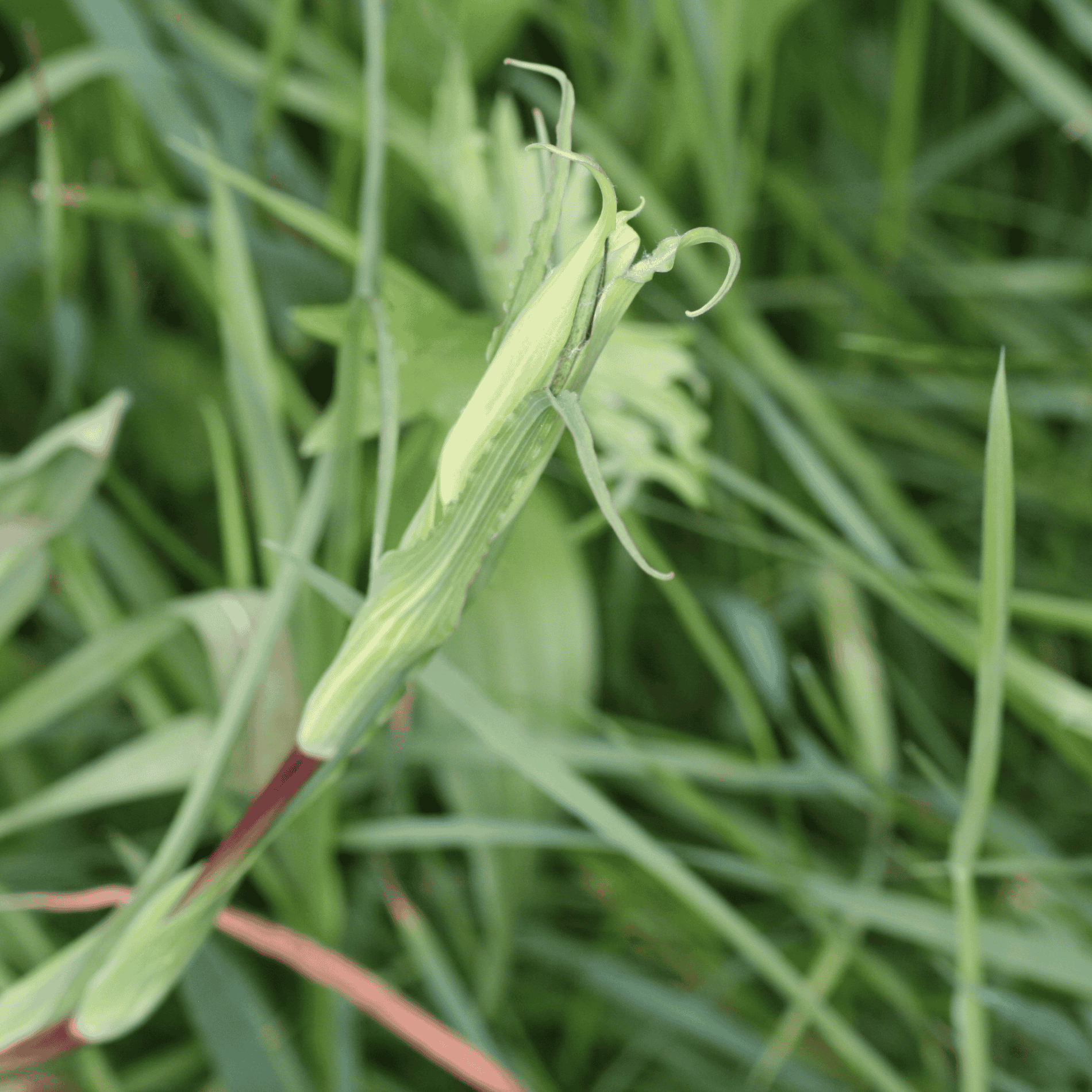 Wiesenbocksbart | Saatgut