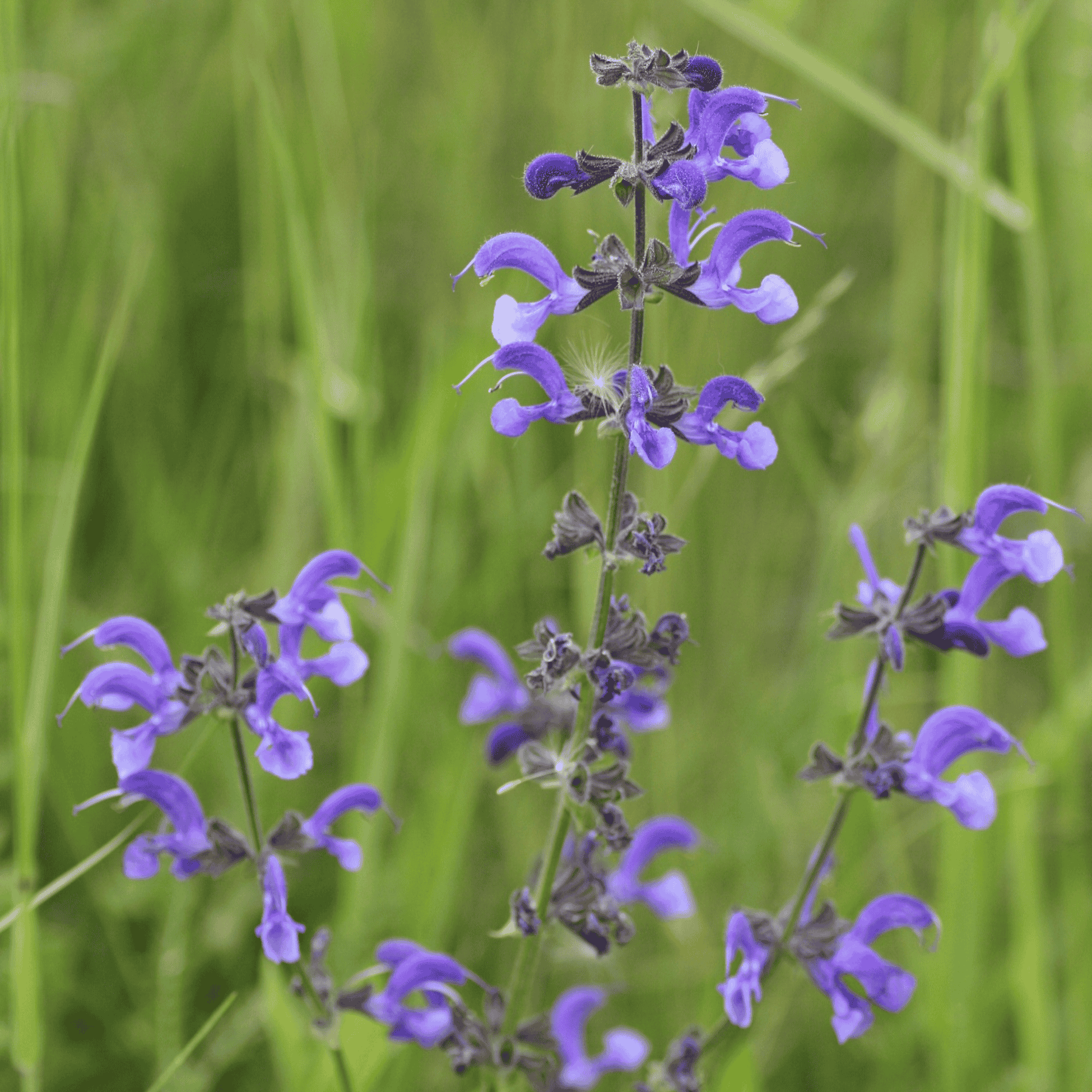 Wiesensalbei | Saatgut