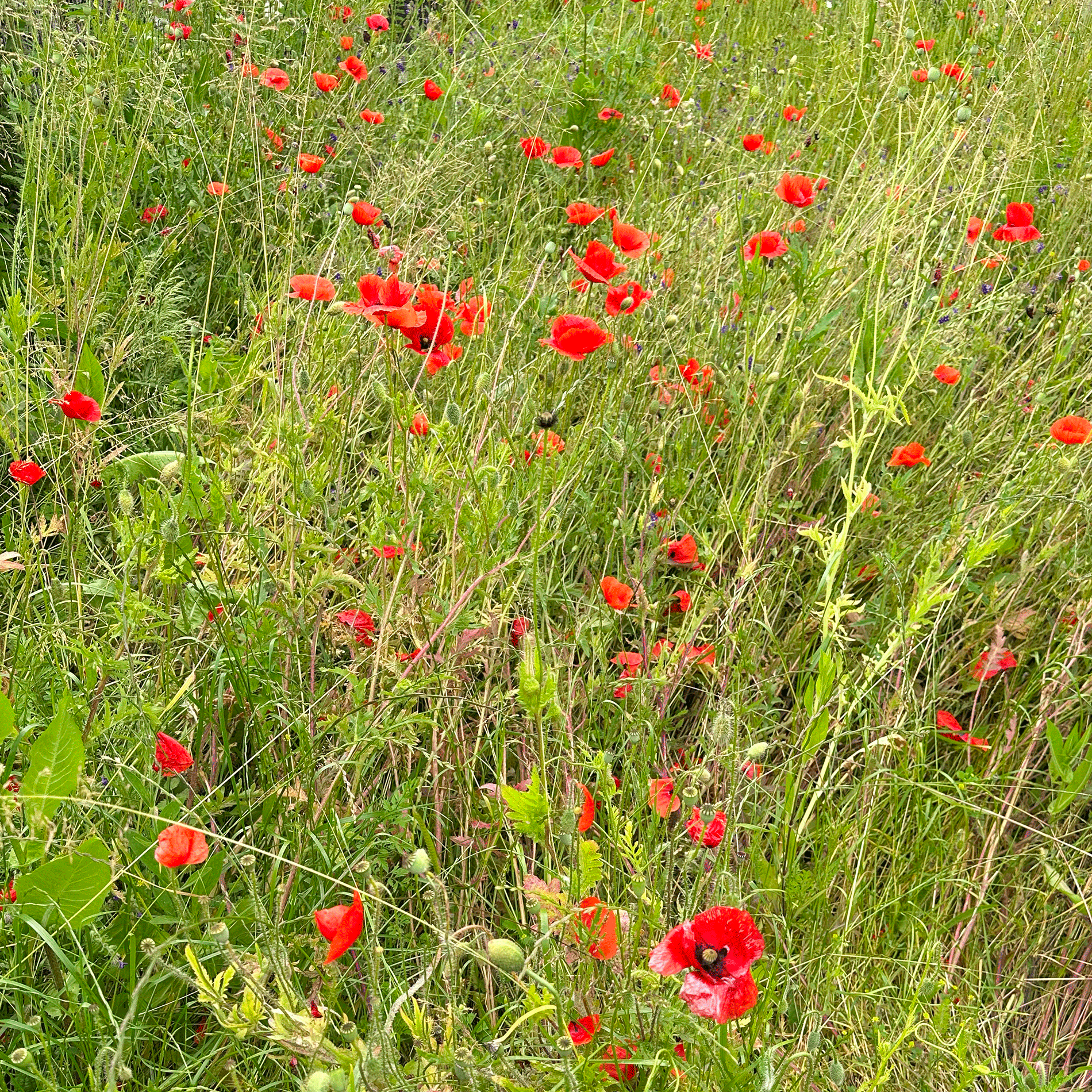 Schwarzenberger ÖPULtaugliche Wildblumenmischung für Ackerflächen Anwendung