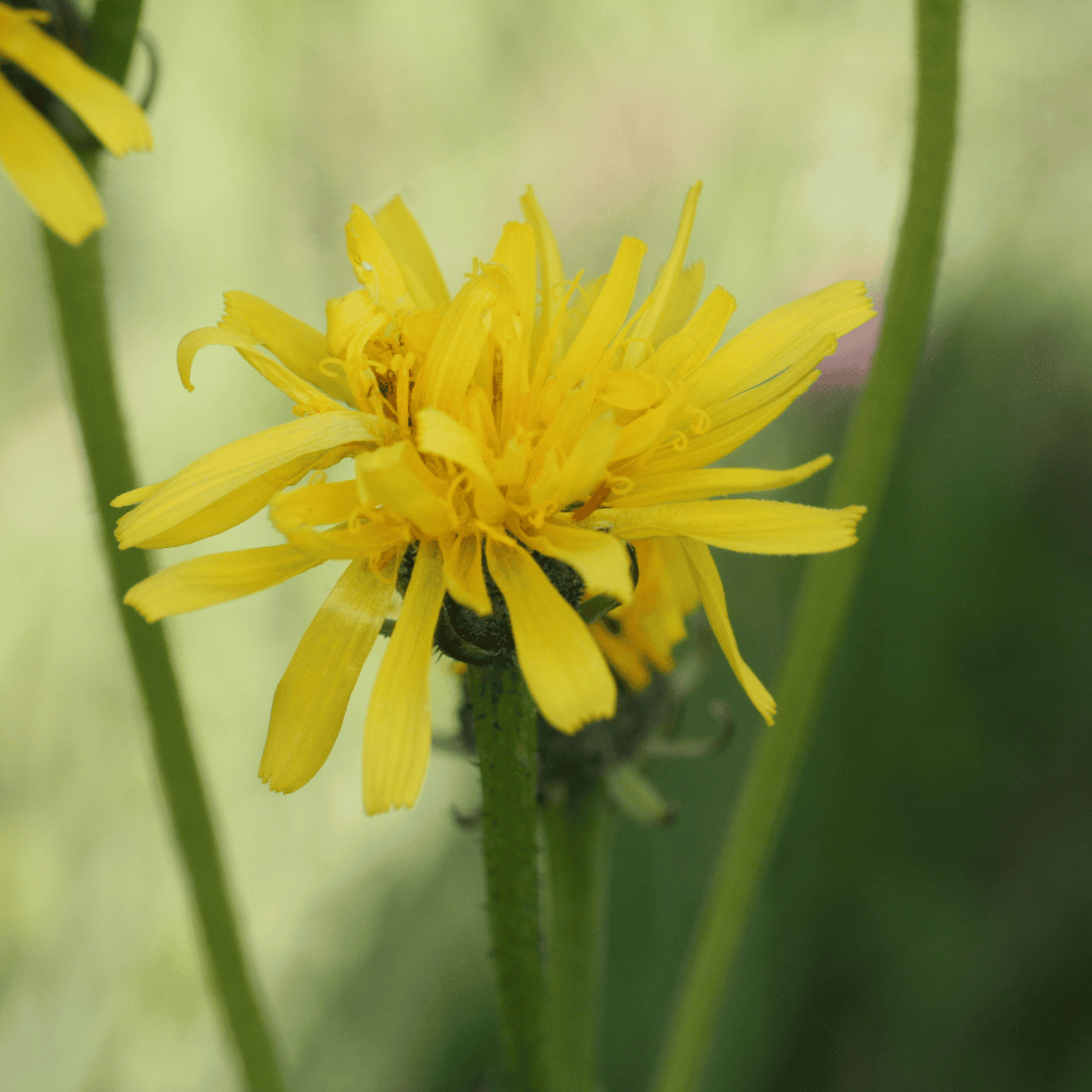 Wiesen Pippau |Saatgut