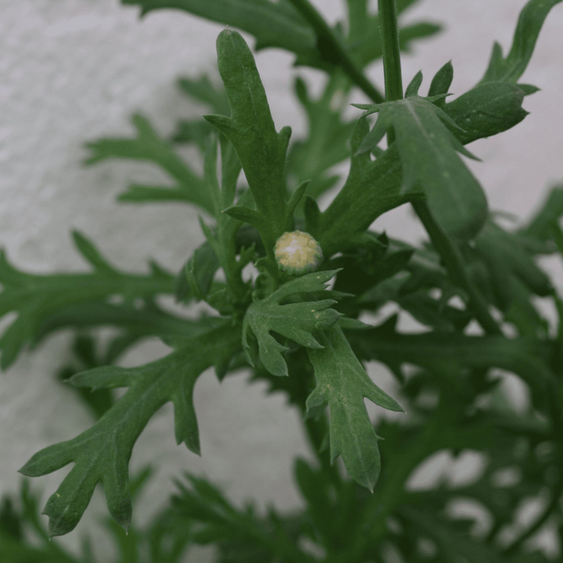 Saatwucherblume | Saatgut