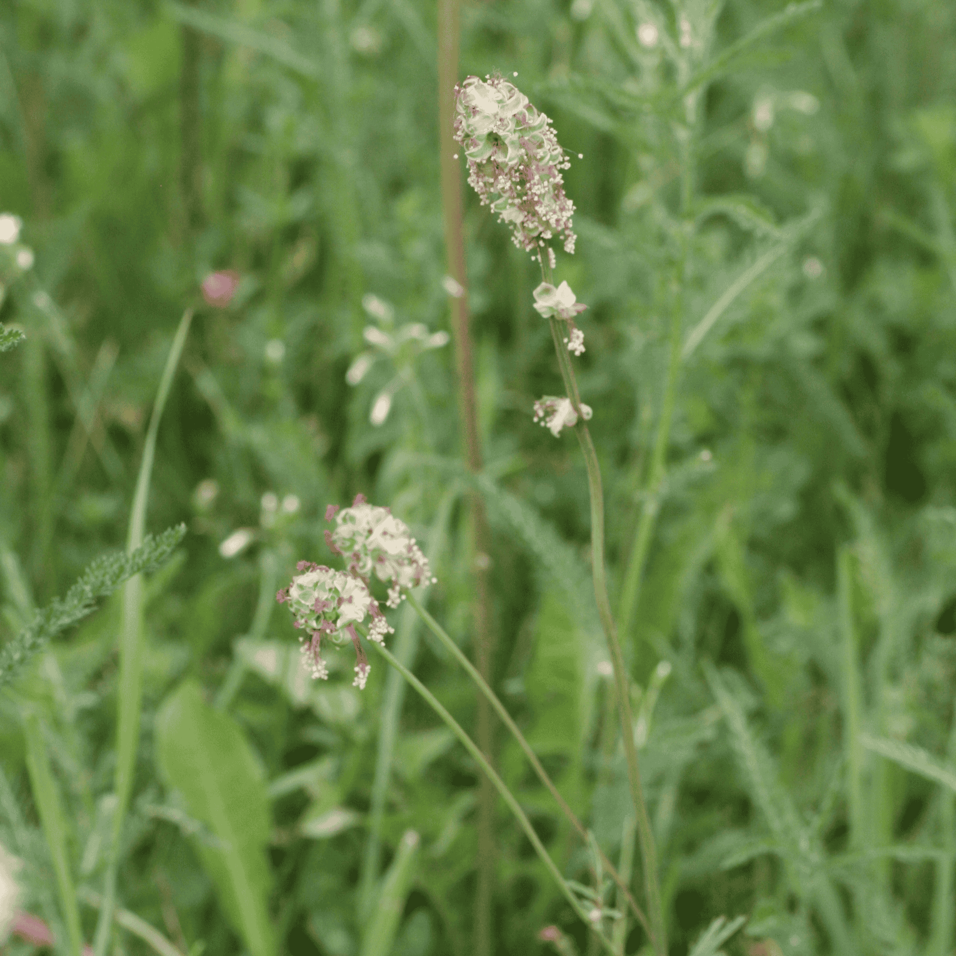 Kleiner Wiesenknopf | Saatgut