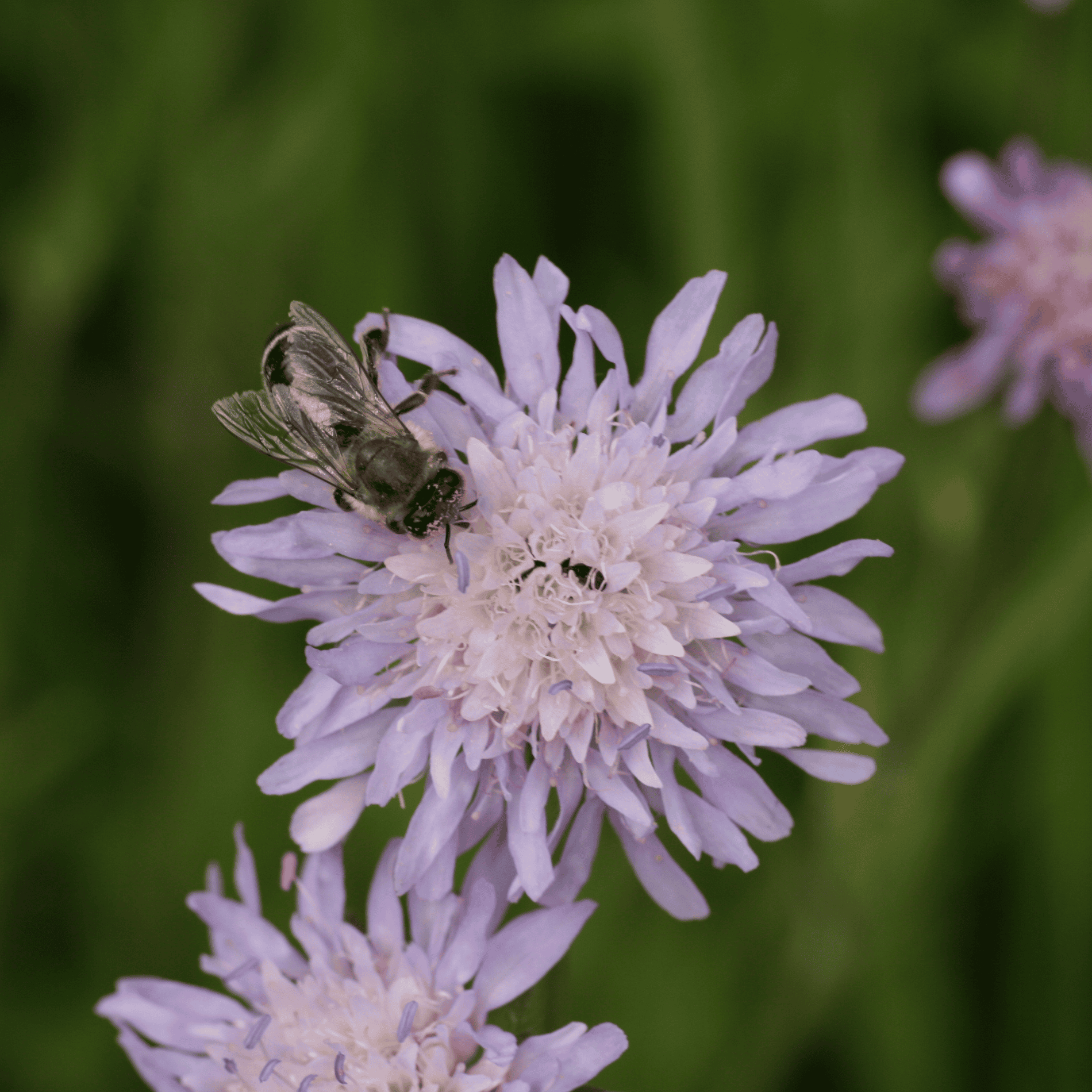 Feld Witwenblume | Saatgut