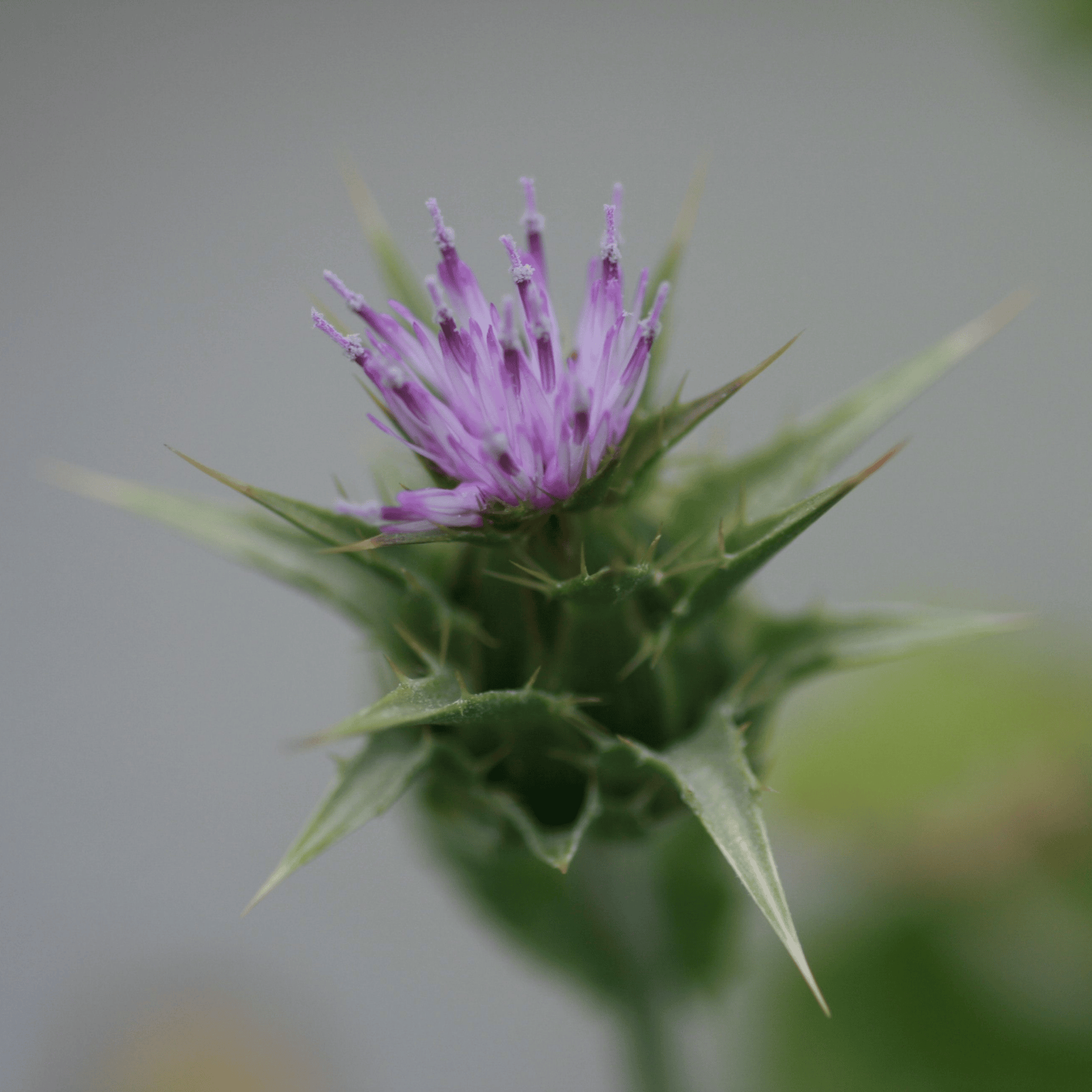 Mariendistel | Saatgut
