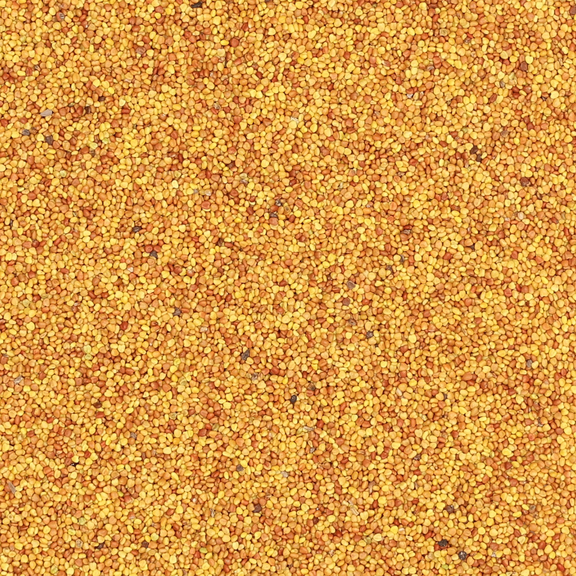 Weißklee | Klondike | 1 kg
