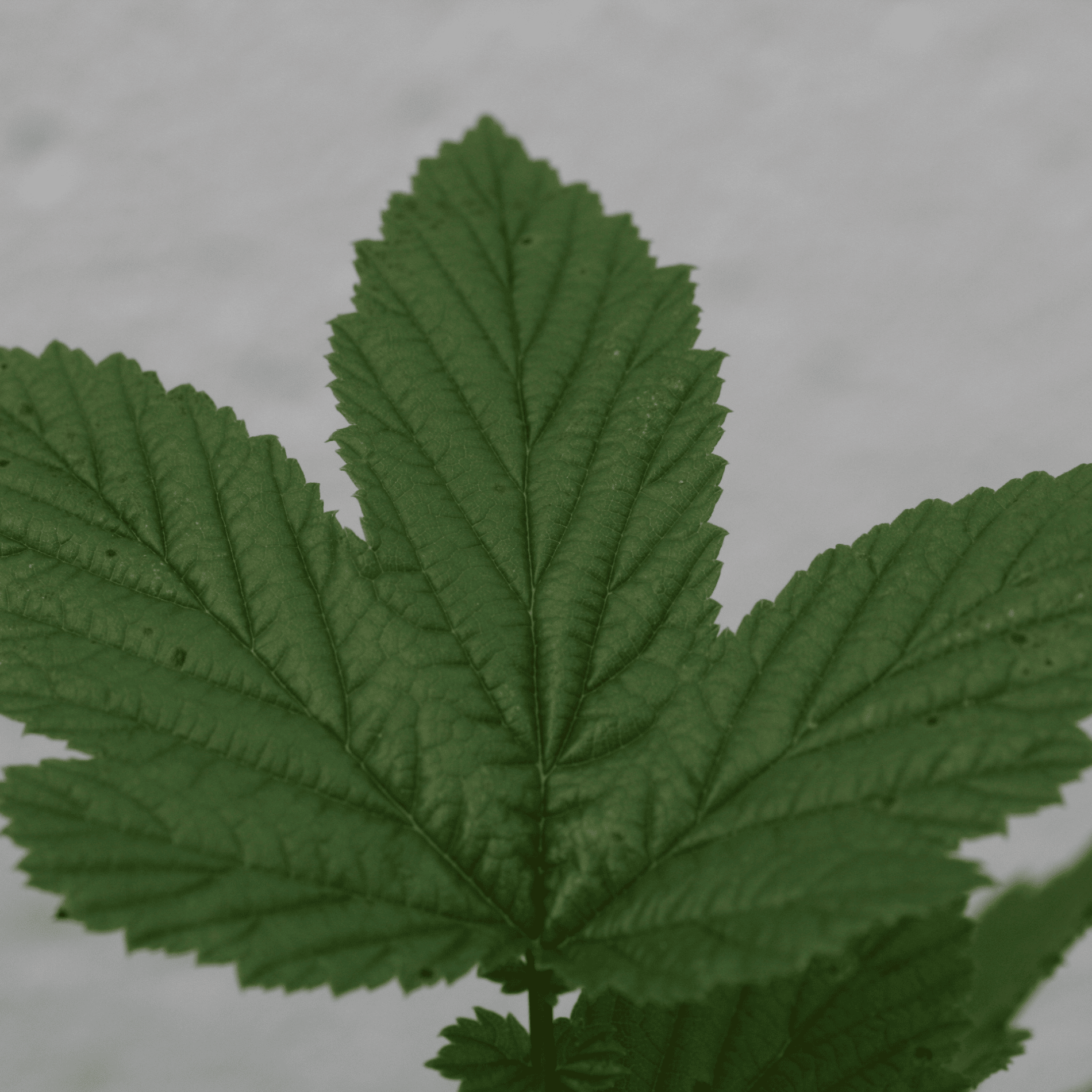 Echtes Mädesüß | Saatgut