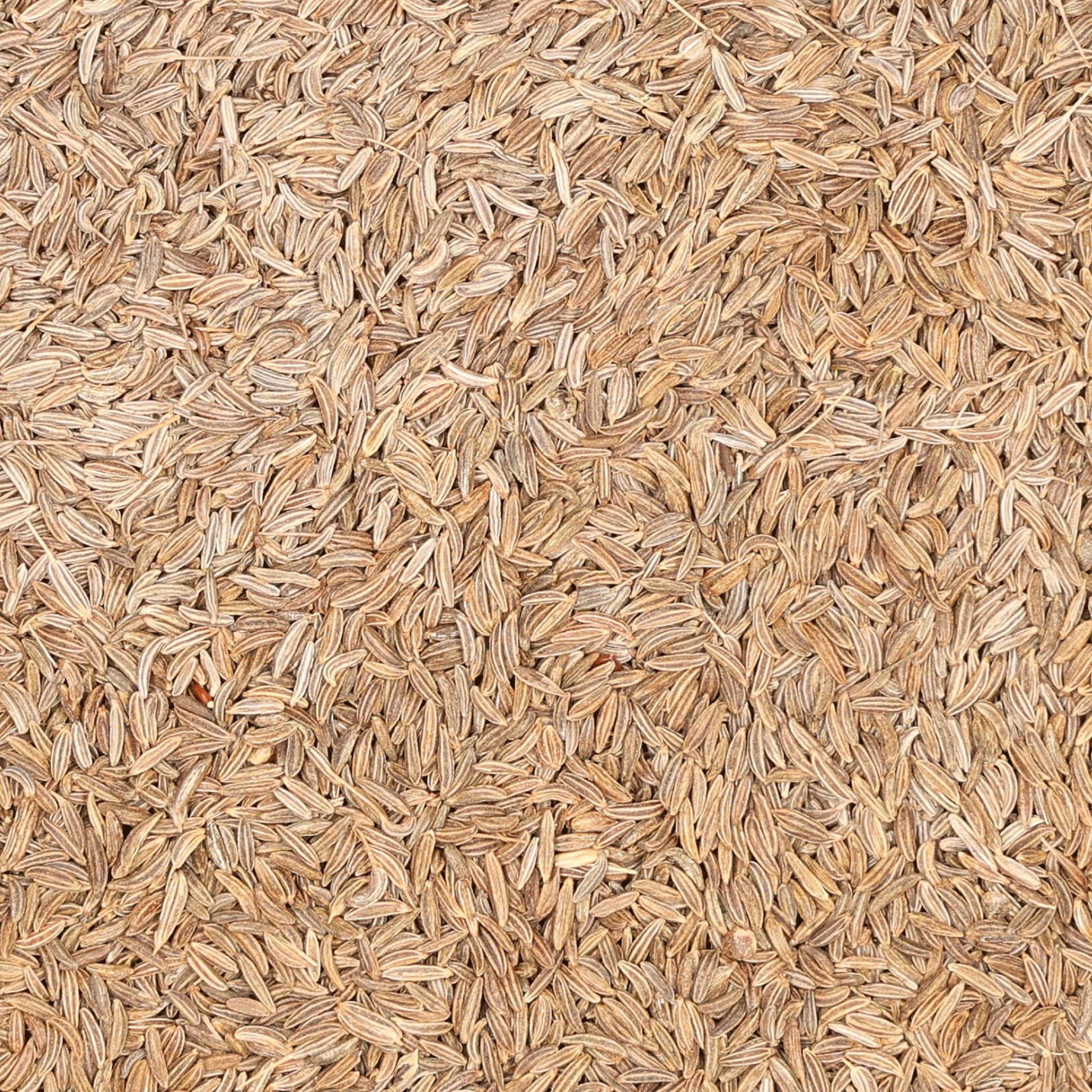 Wiesenkümmel Samen 50 g Saatgut von Samen Schwarzenberger Wiesenkümmel Samen 50 g Saatgut von Samen Schwarzenberger